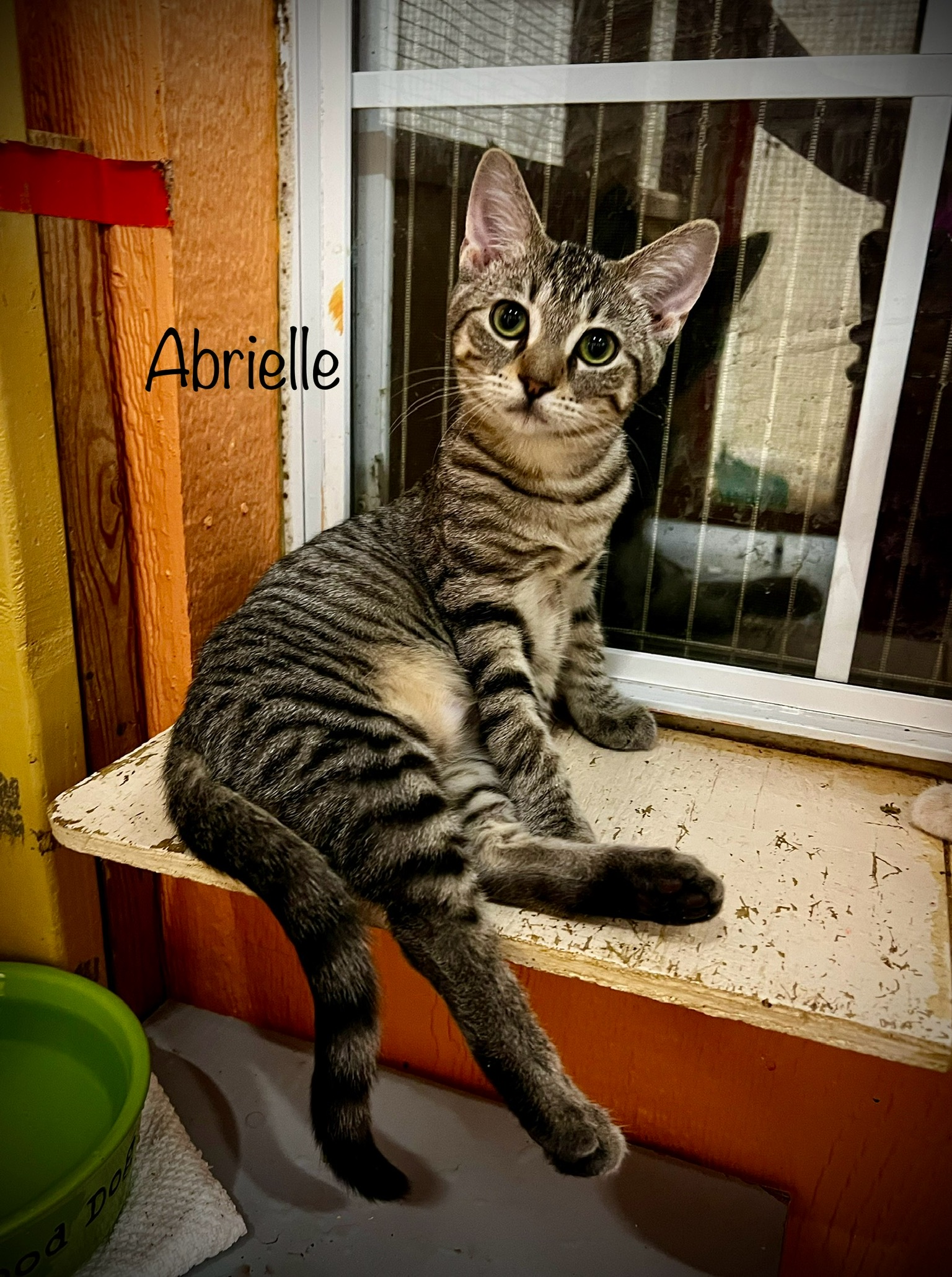 Cat for adoption Abrielle, a Domestic Short Hair in Tulsa, OK Petfinder