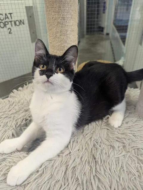 Pixie, a ADOPTABLE Domestic Short Hair in Brooks, AB image 3/4