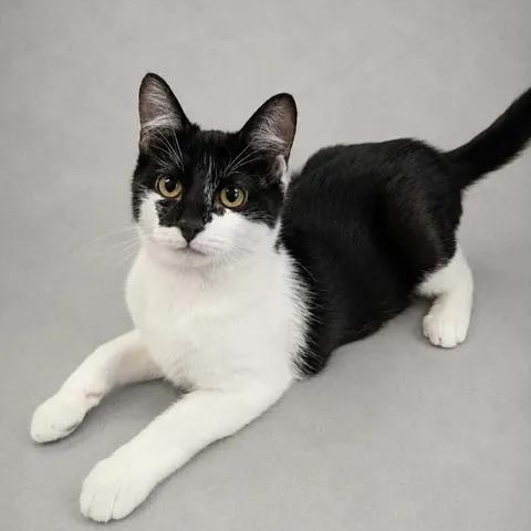 Pixie, ADOPTABLE, Kitten Female Domestic Short Hair.