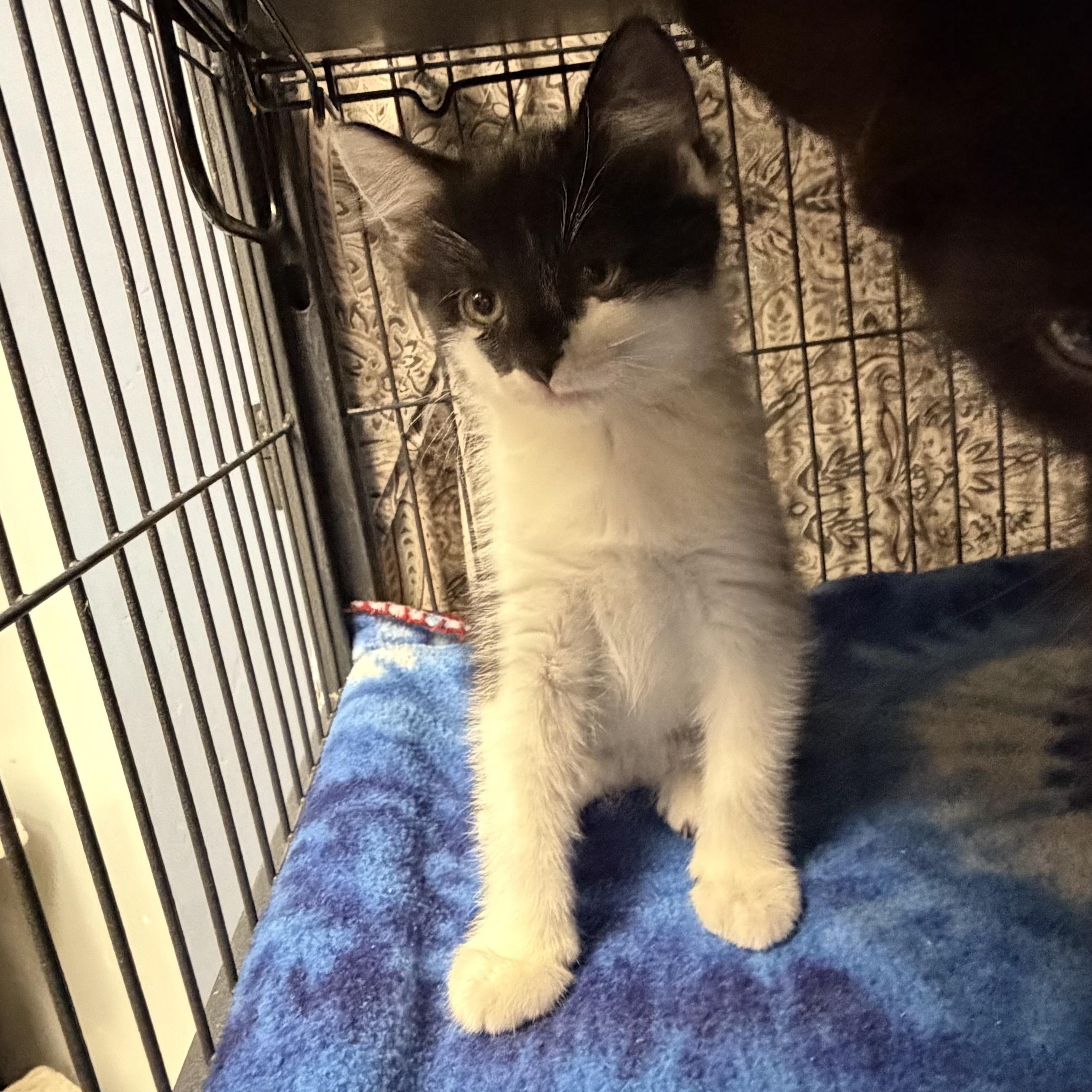 Pixie, ADOPTABLE, Kitten Female Domestic Short Hair.