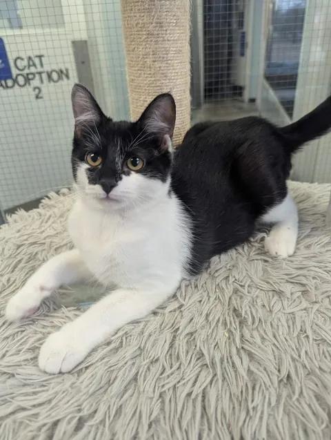 Pixie, a ADOPTABLE Domestic Short Hair in Brooks, AB image 4/4