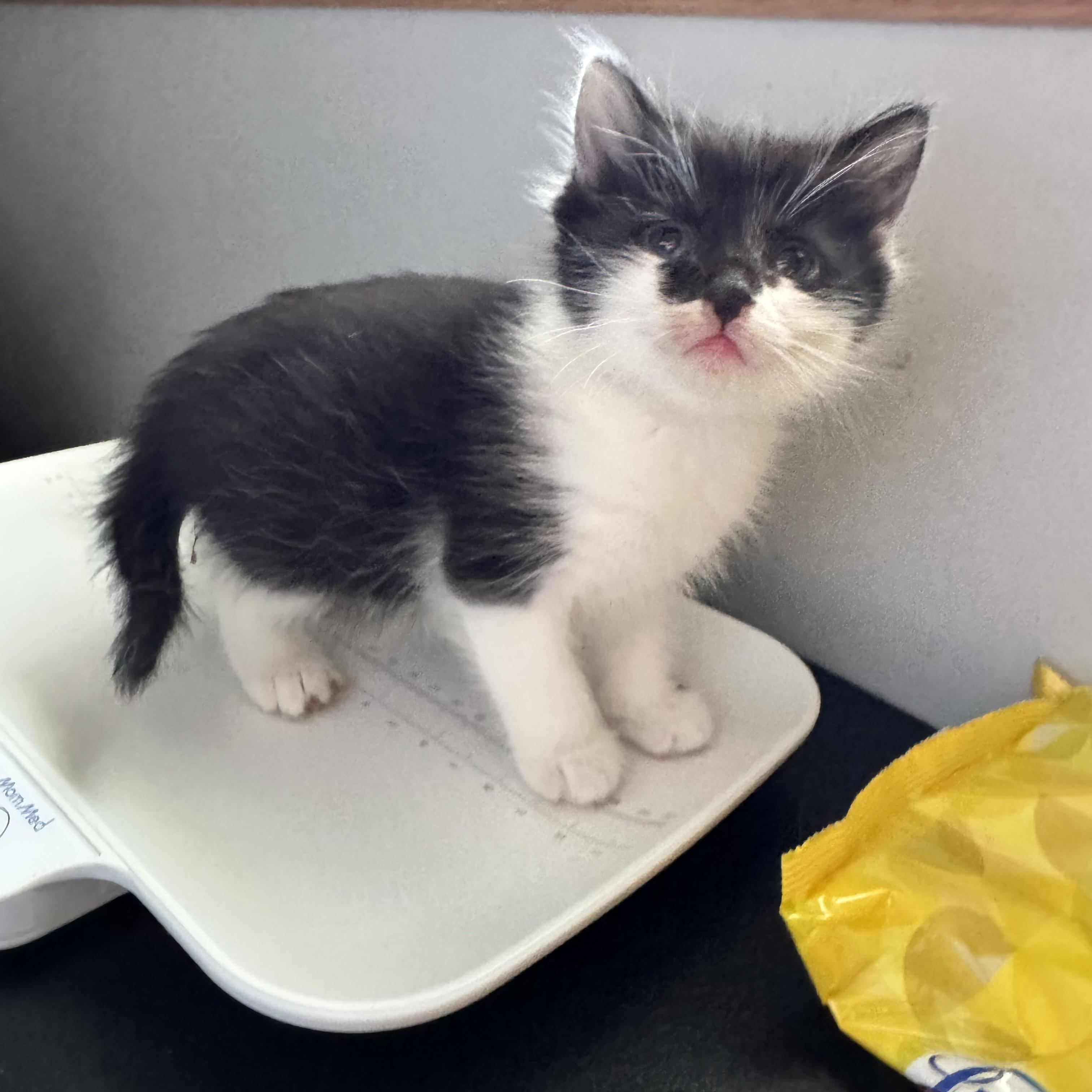 Enlarge Pixie, a ADOPTABLE Domestic Short Hair in Brooks, AB image 2/2