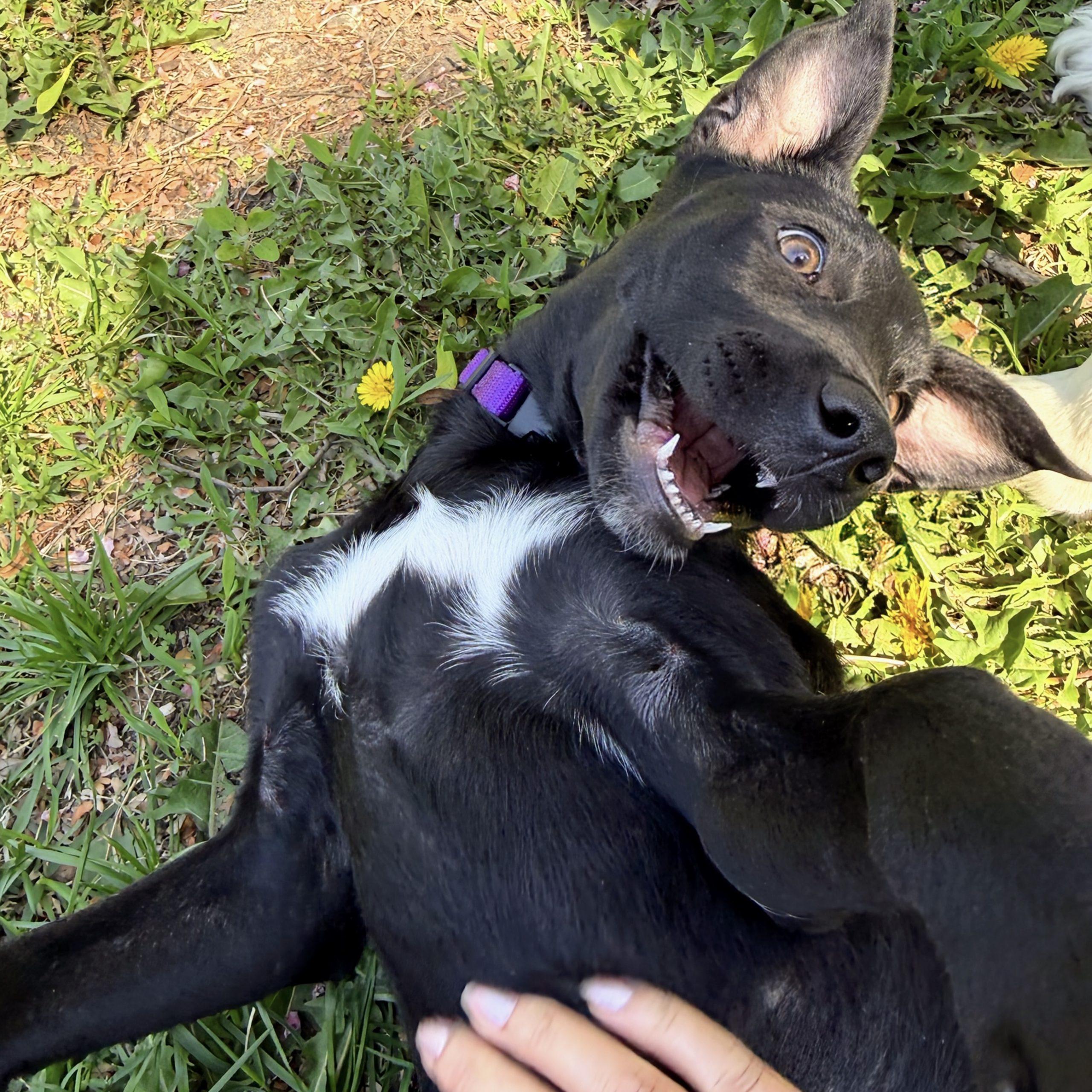 Enlarge Lilac, an adopted Black Labrador Retriever in Prior Lake, MN image 5/6