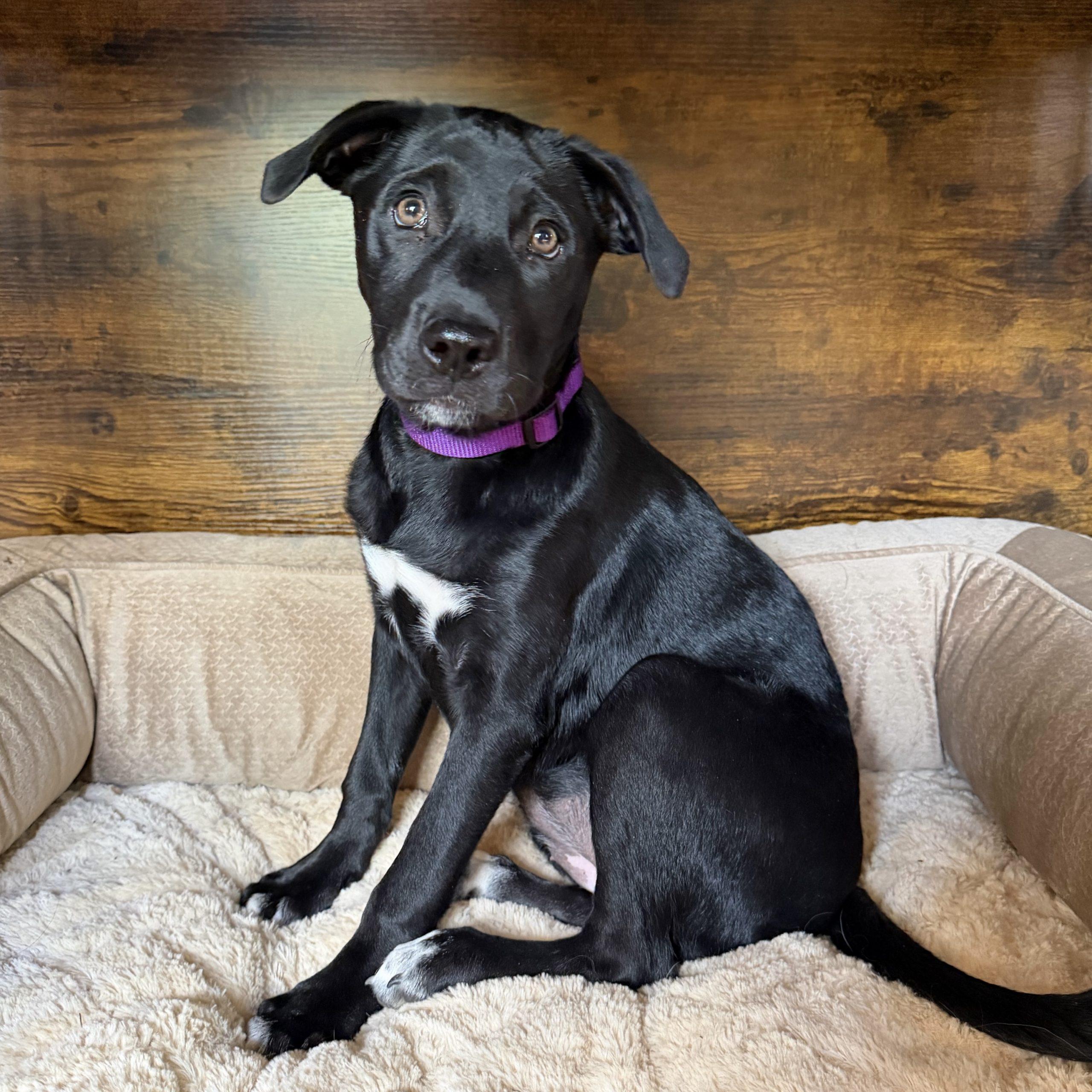 Enlarge Lilac, an adopted Black Labrador Retriever in Prior Lake, MN image 3/6