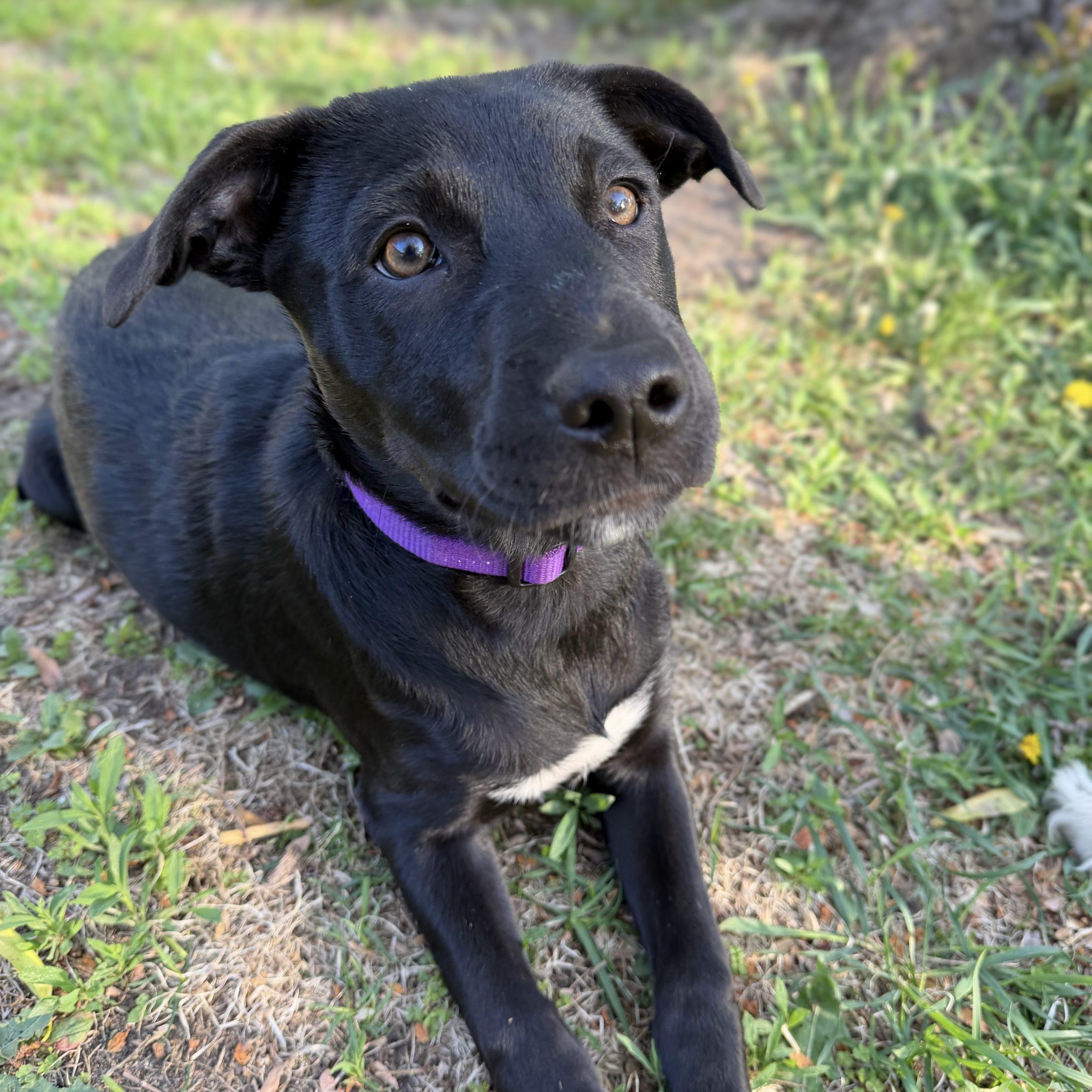 Enlarge Lilac, an adopted Black Labrador Retriever in Prior Lake, MN image 2/6
