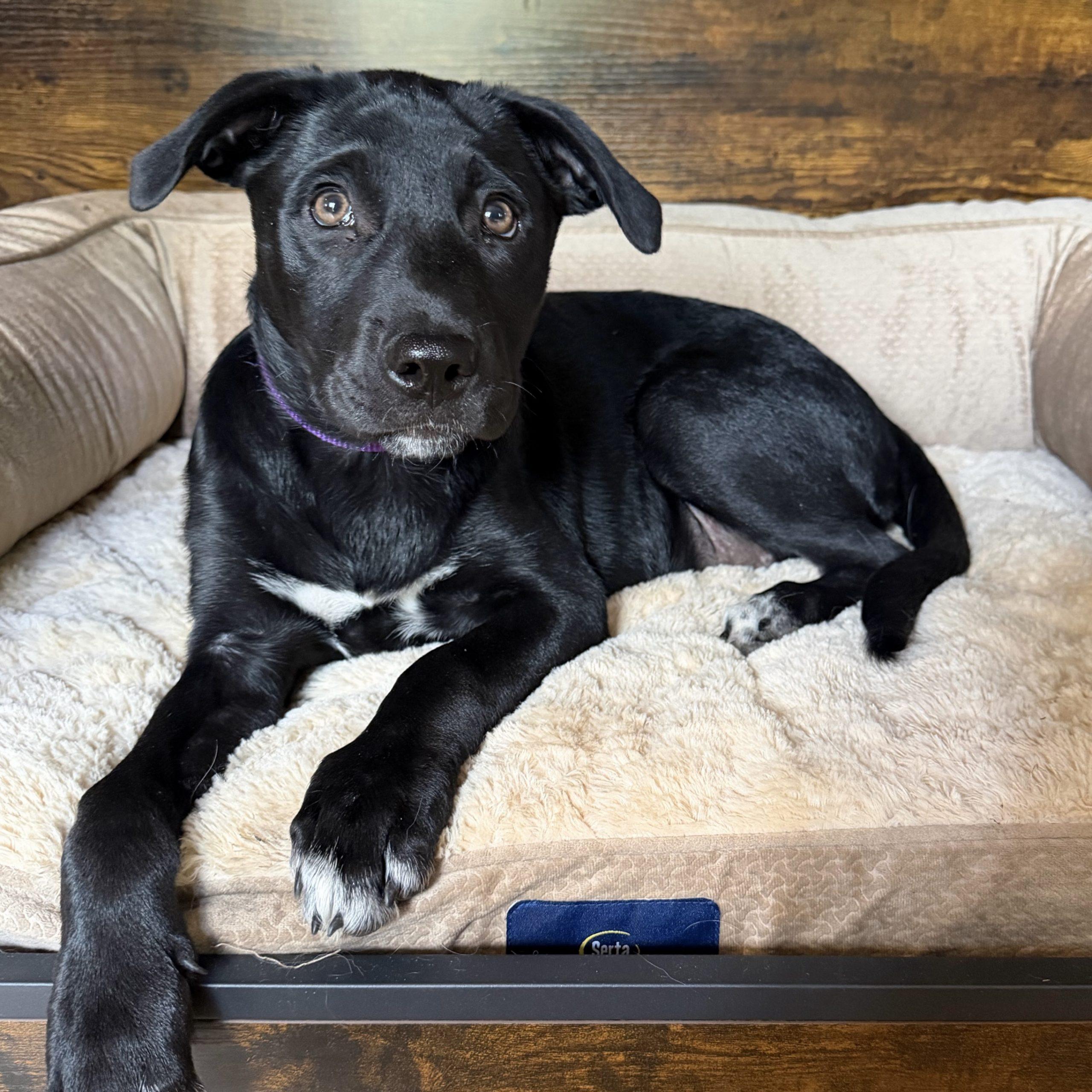 Enlarge Lilac, an adopted Black Labrador Retriever in Prior Lake, MN image 4/6
