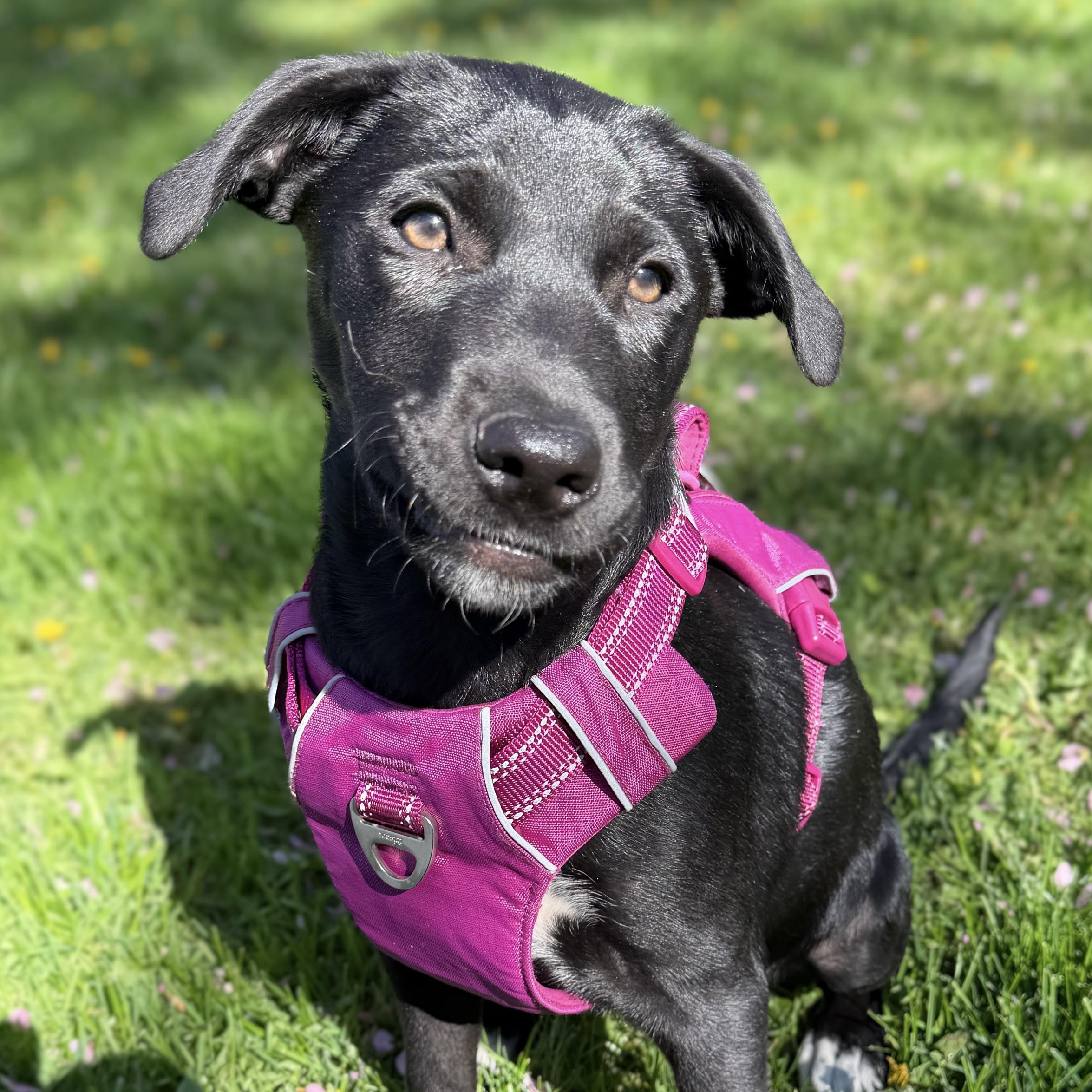 Enlarge Lilac, an adopted Black Labrador Retriever in Prior Lake, MN image 1/6