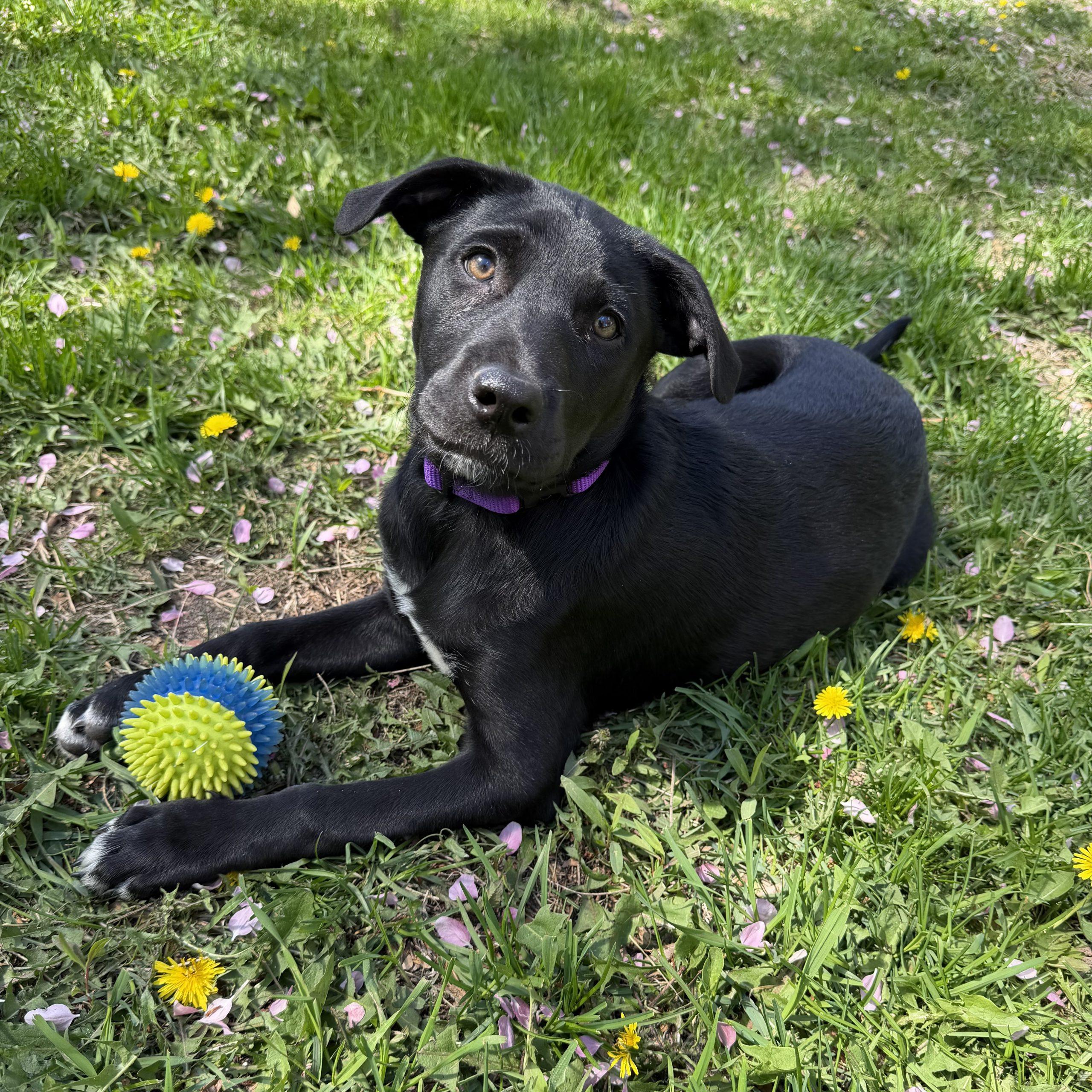 Enlarge Lilac, an adopted Black Labrador Retriever in Prior Lake, MN image 6/6