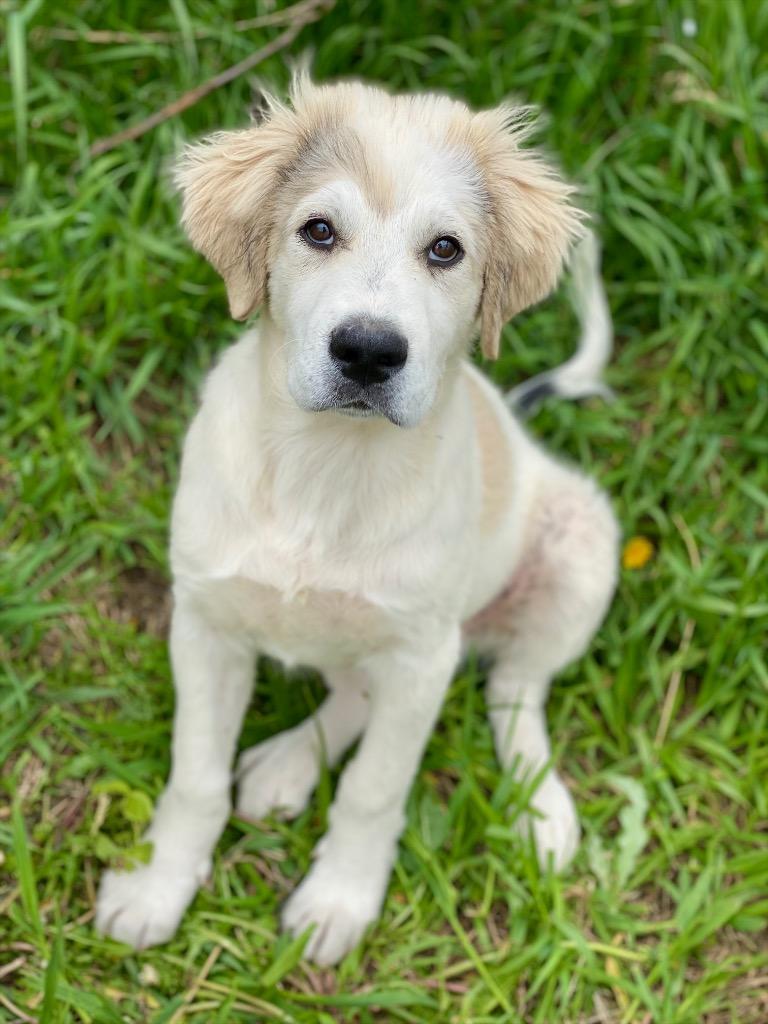 Greyson, Adoptable, Puppy Male Great Pyrenees.