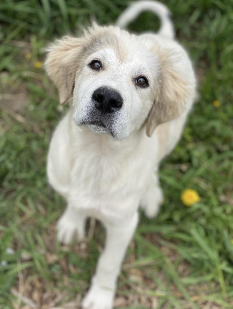 Enlarge Greyson, a Adoptable Great Pyrenees in Decorah, IA image 2/3