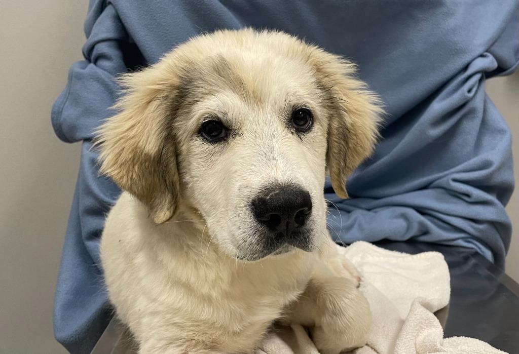 Enlarge Greyson, a Adoptable Great Pyrenees in Decorah, IA image 3/3