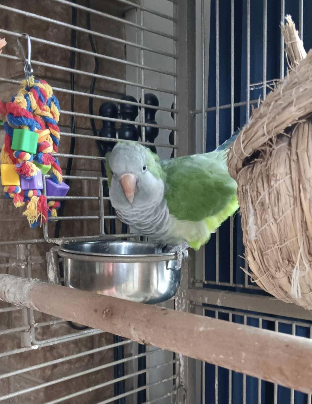 Oregano and Myna ⭐️, Adoptable, Adult Male Parrot (Other).