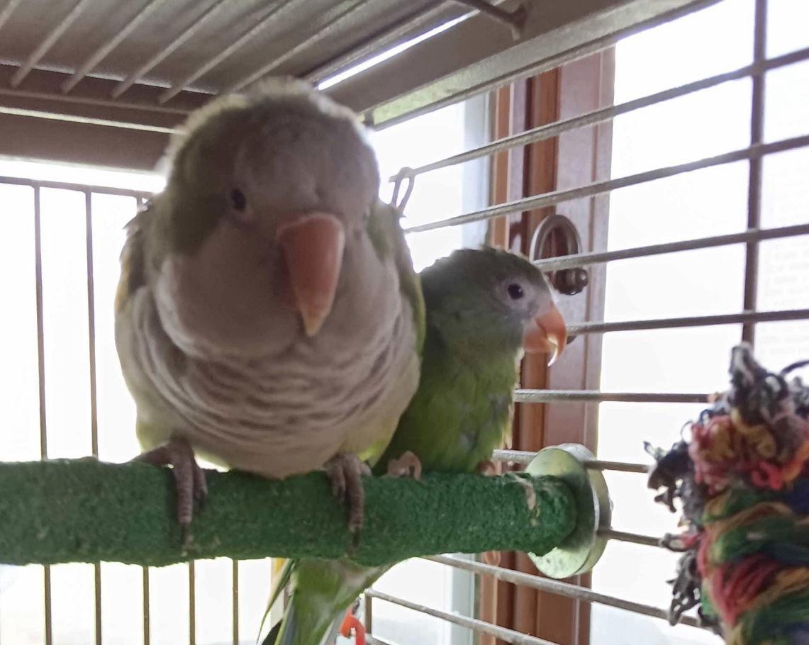 Oregano and Myna ⭐️, Adoptable, Adult Male Parrot (Other).