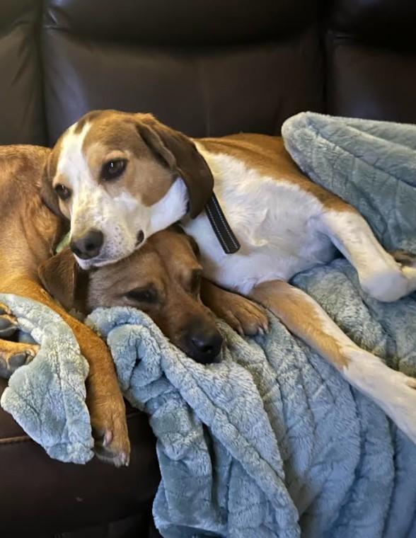 Enlarge Tobi, a Adoptable American Foxhound in Huntingtown, MD image 4/6