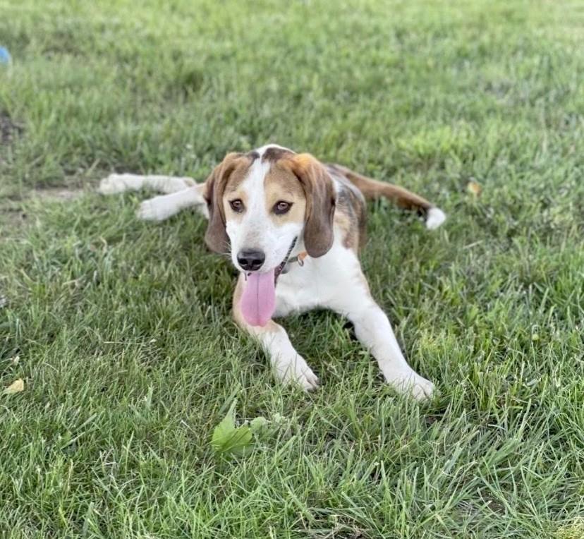 Enlarge Tobi, a Adoptable American Foxhound in Huntingtown, MD image 3/6