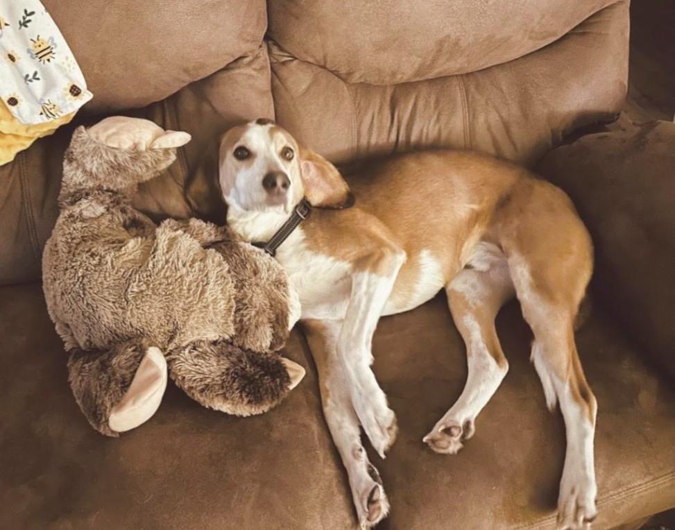 Enlarge Tobi, a Adoptable American Foxhound in Huntingtown, MD image 6/6