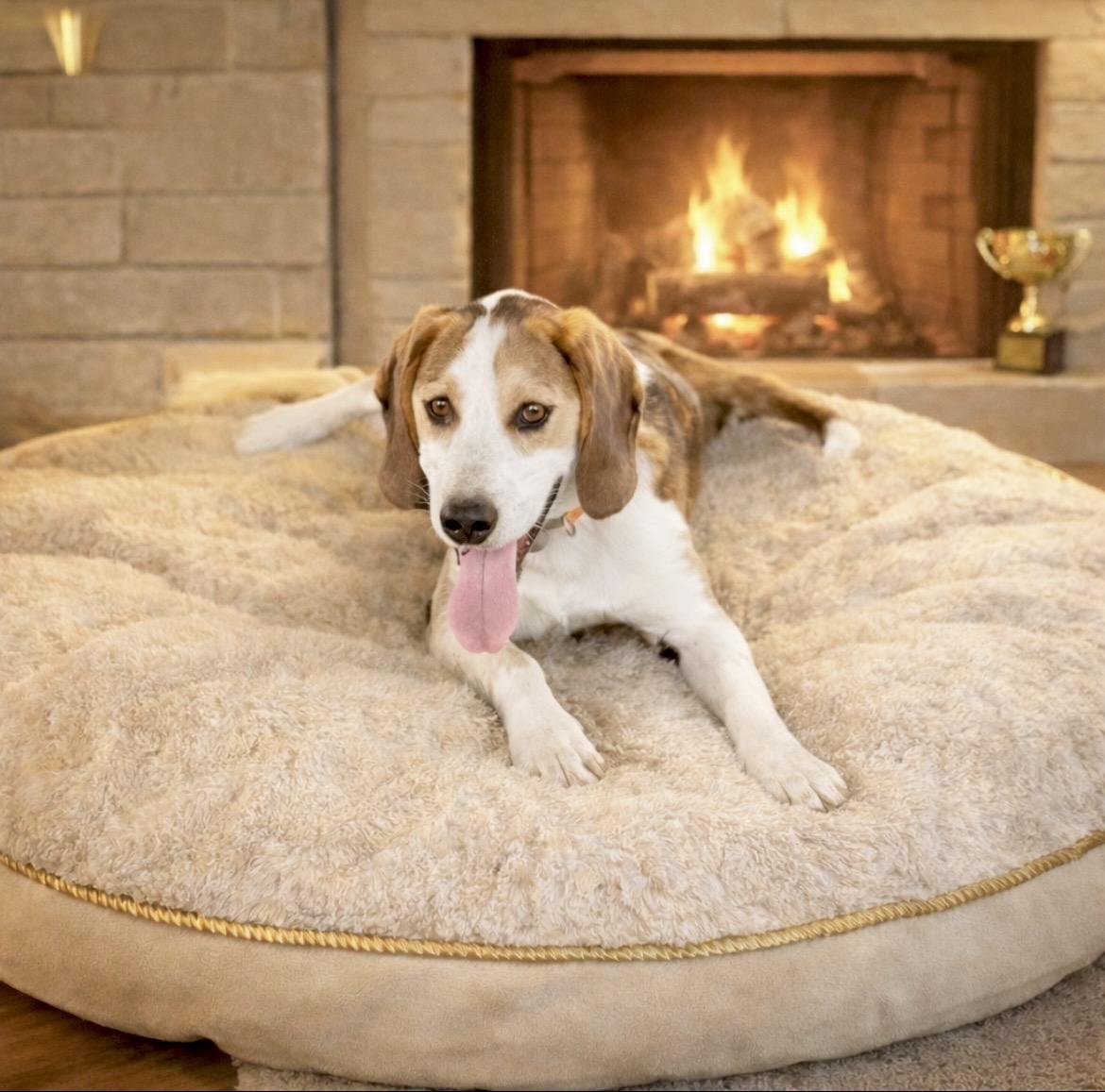 Enlarge Tobi, a Adoptable American Foxhound in Huntingtown, MD image 1/6