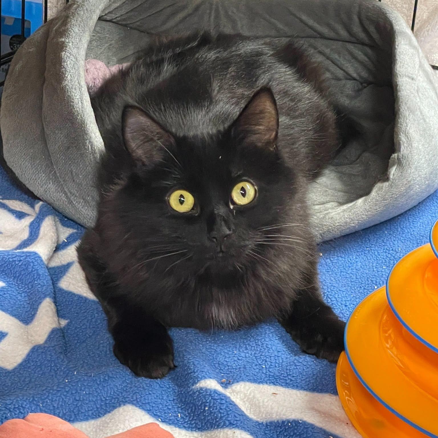 Enlarge Sunflower, a Adoptable Domestic Medium Hair in Salt Spring Island, BC image 1/1