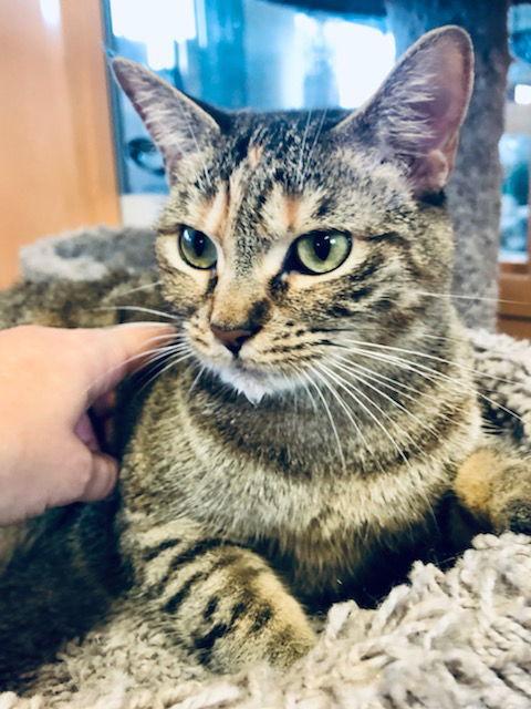 Zinnia, Adoptable, Adult Female Domestic Short Hair.