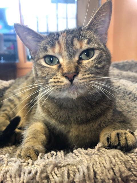 Zinnia, a Adoptable Domestic Short Hair in Eureka, MO image 2/3