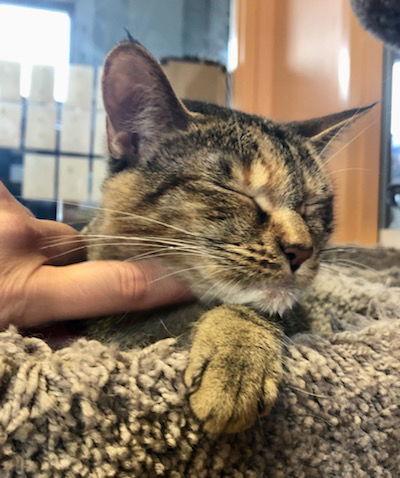 Zinnia, a Adoptable Domestic Short Hair in Eureka, MO image 3/3