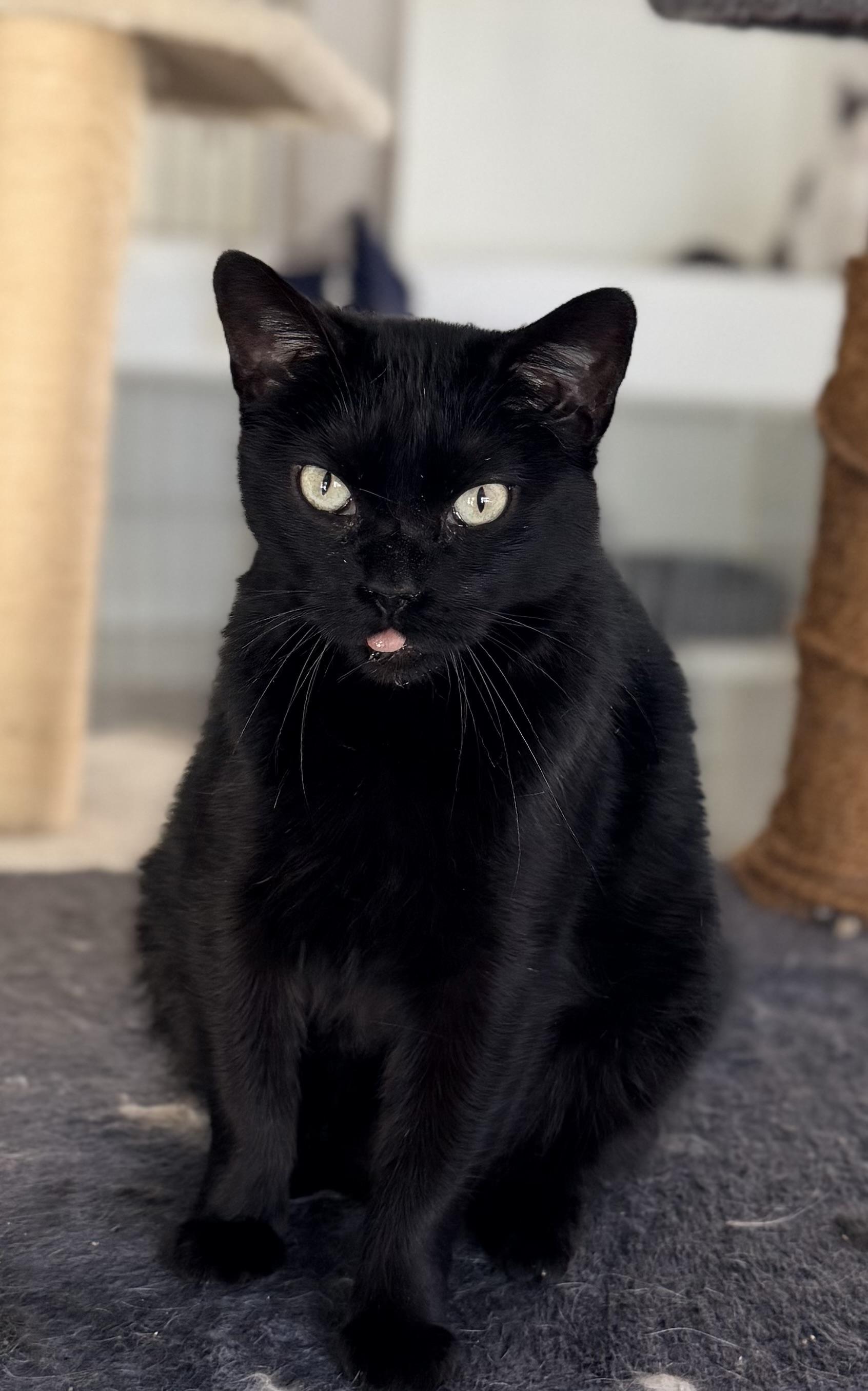 DUCHESS, ADOPTABLE, Adult Female Bombay & Domestic Short Hair.