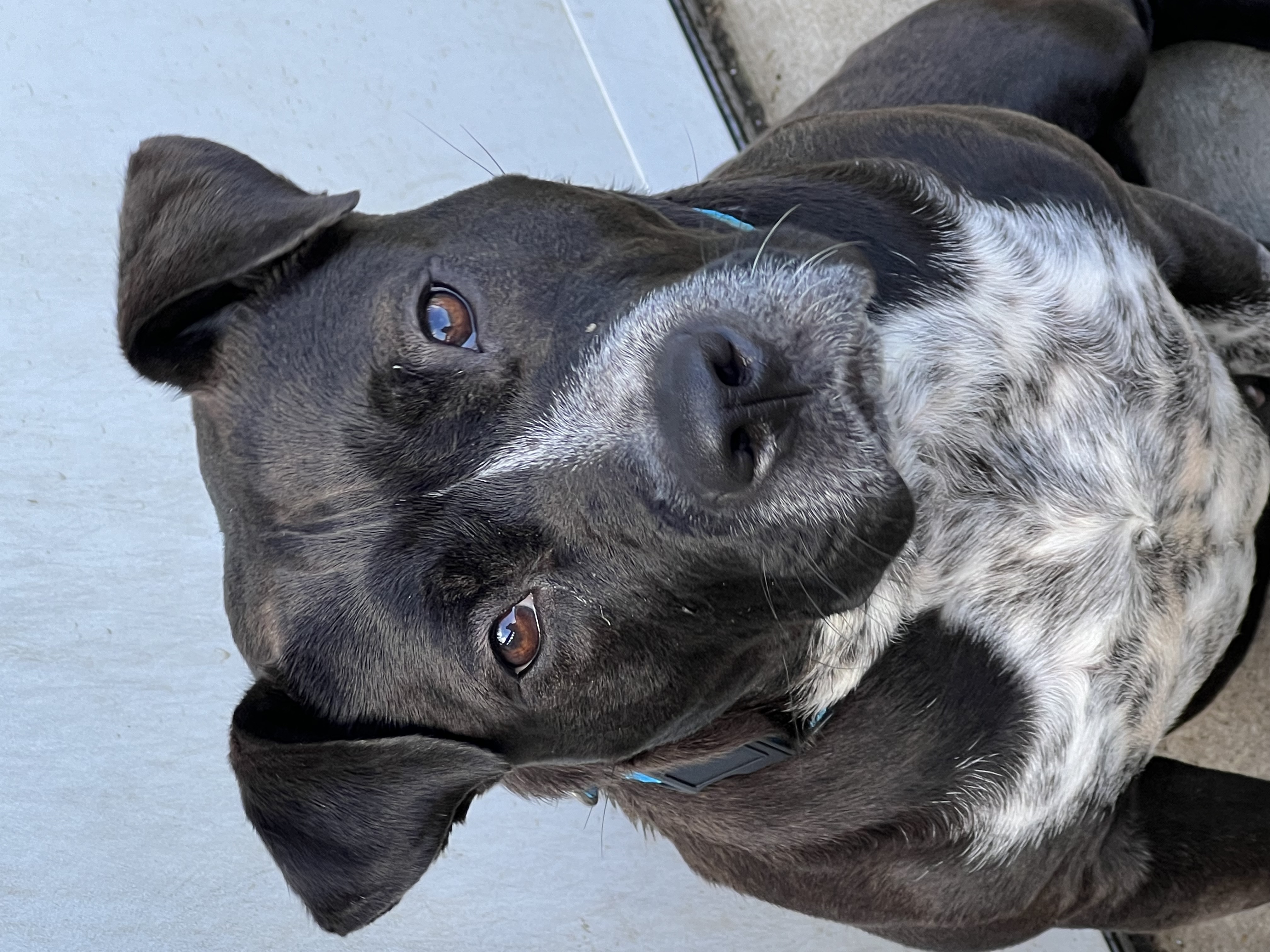 Dotty, a Adoptable mixed breed in Griffith, IN image 1/3