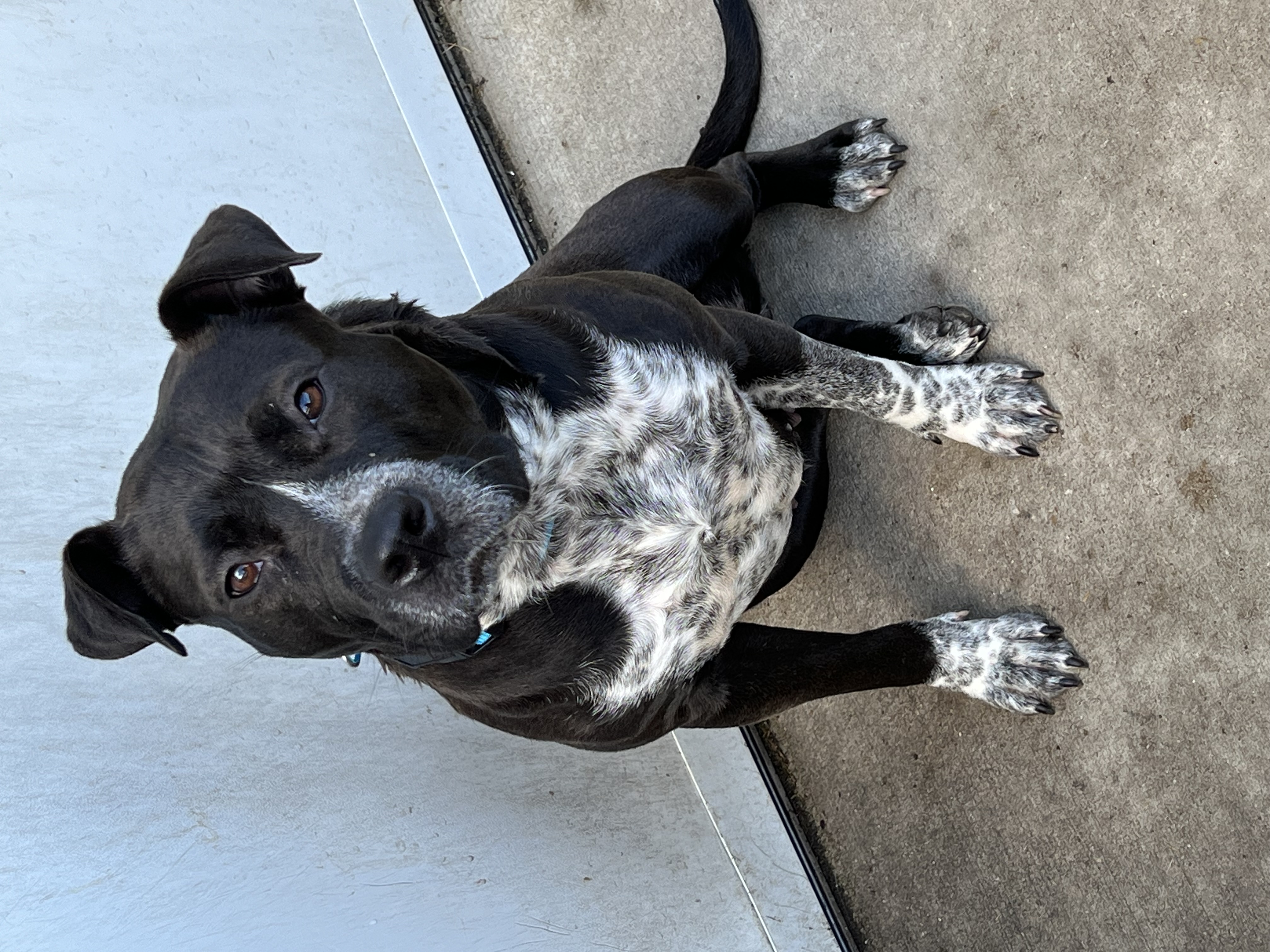 Dotty, a Adoptable mixed breed in Griffith, IN image 2/3