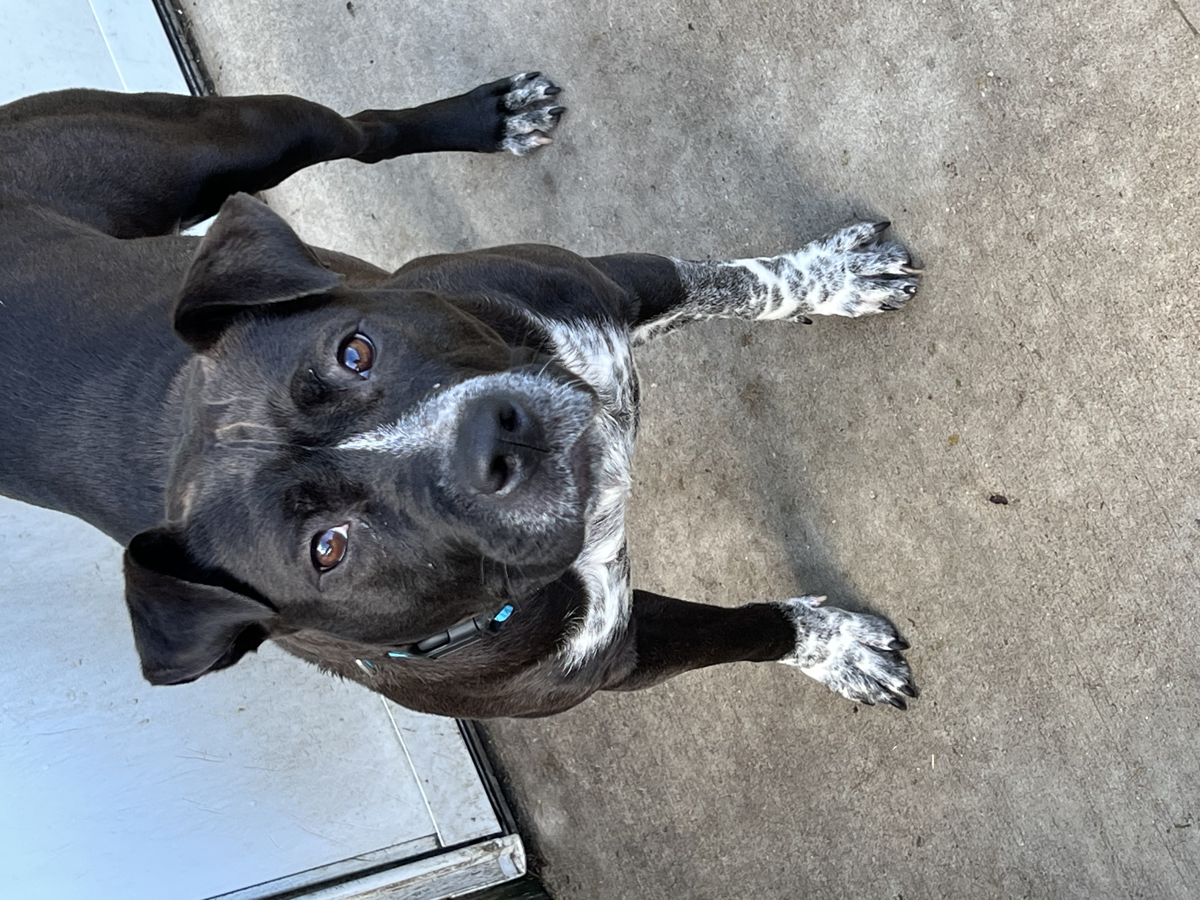 Dotty, a Adoptable mixed breed in Griffith, IN image 3/3