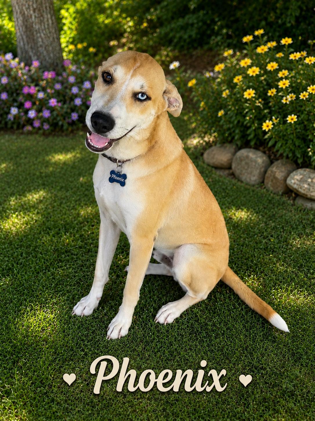 Phoenix, ADOPTABLE, Puppy Male Husky.