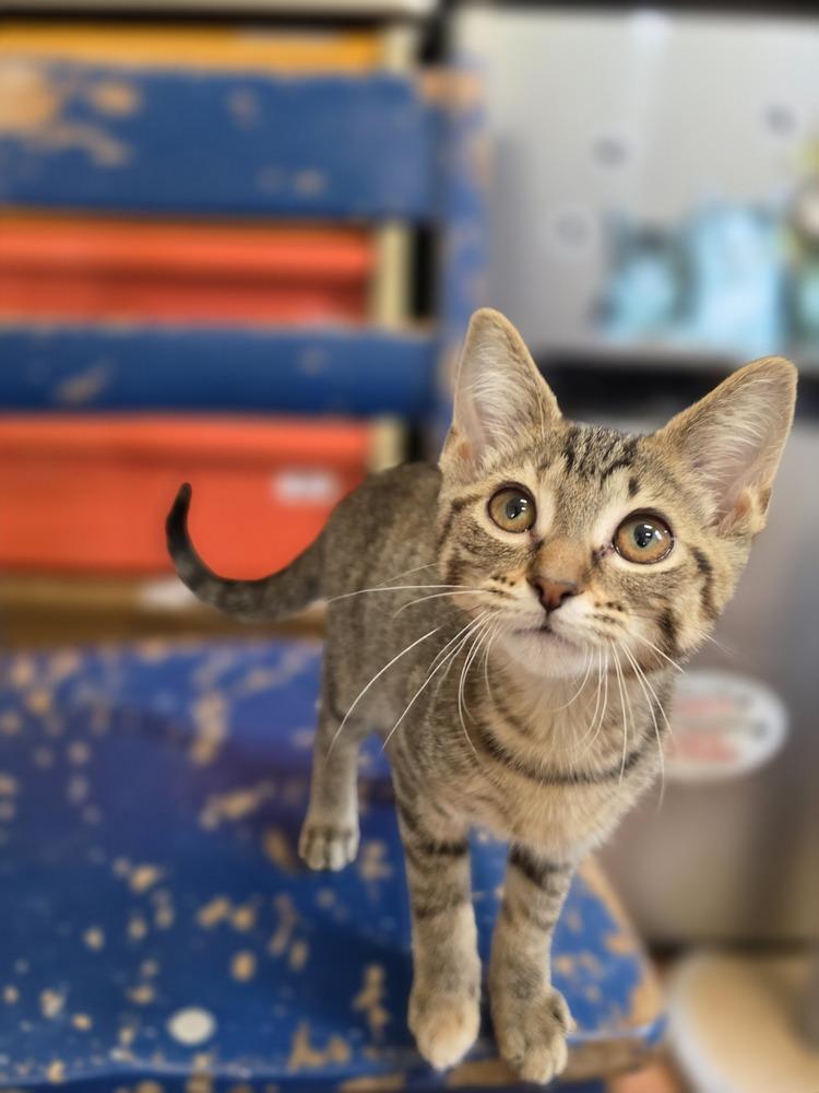 Kahanna, Adoptable, Young Female Domestic Short Hair.
