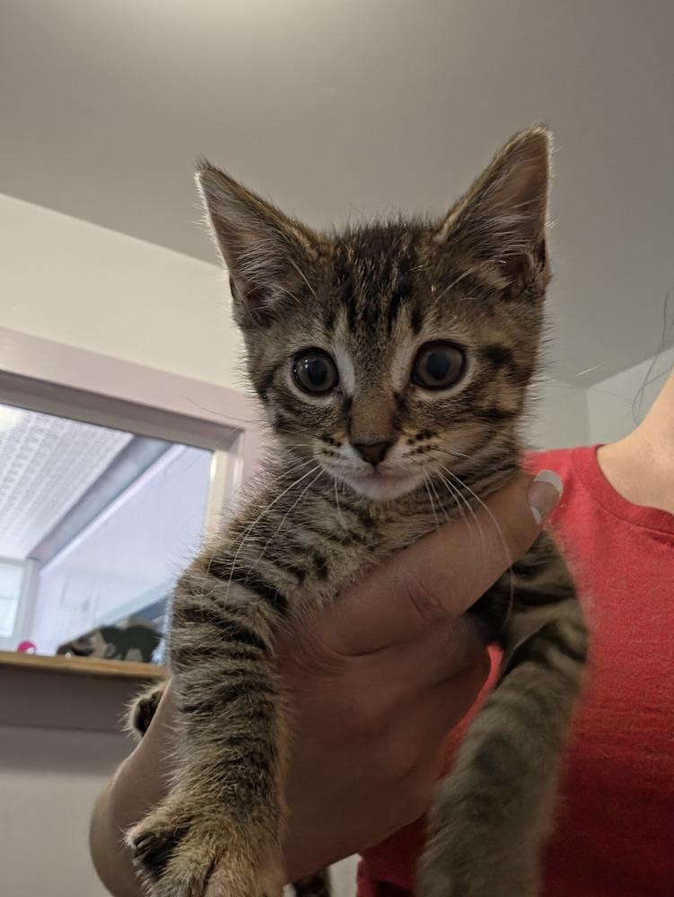 Enlarge Kahanna, a Adoptable mixed breed in Wild Rose, WI image 2/4
