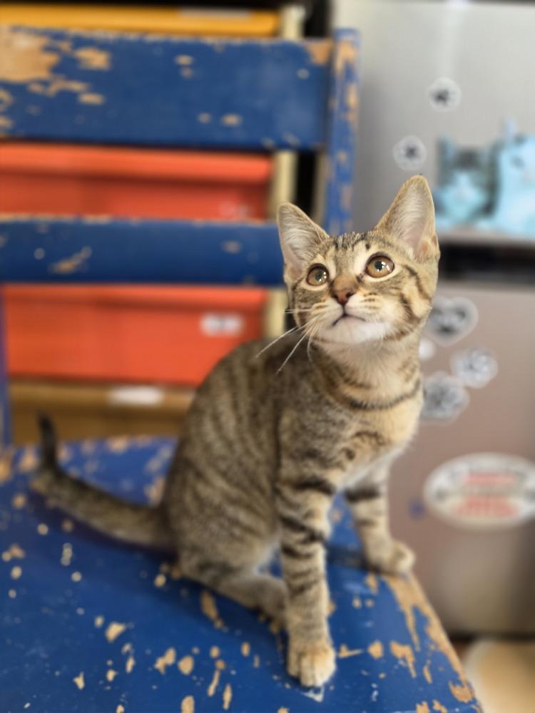 Enlarge Kahanna, a Adoptable mixed breed in Wild Rose, WI image 4/4