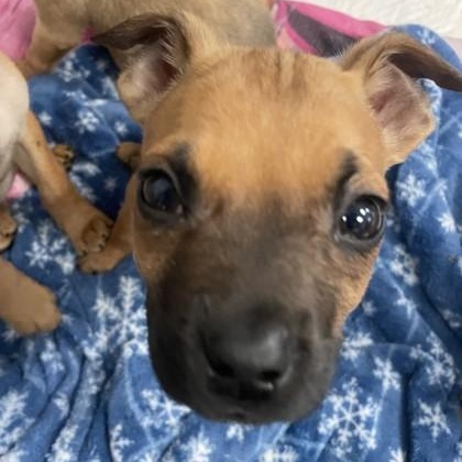 Prince Fiyero, Adoptable, Young Male Boxer & Mixed Breed.