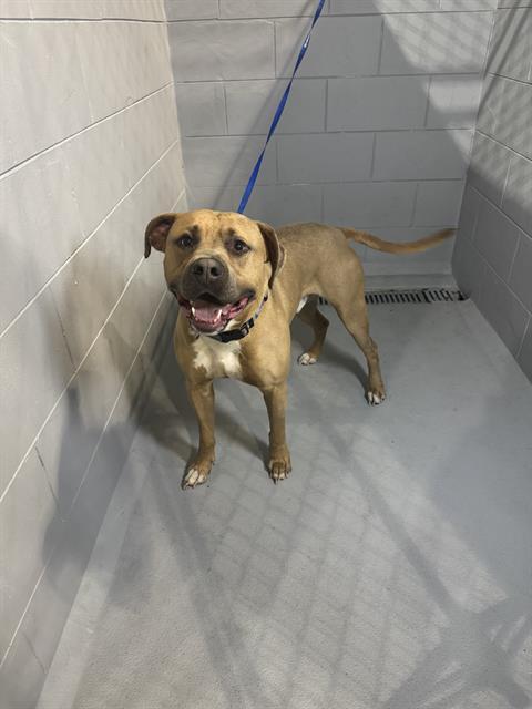 Enlarge ASHER, a Adoptable mixed breed in Winter Haven, FL image 1/1
