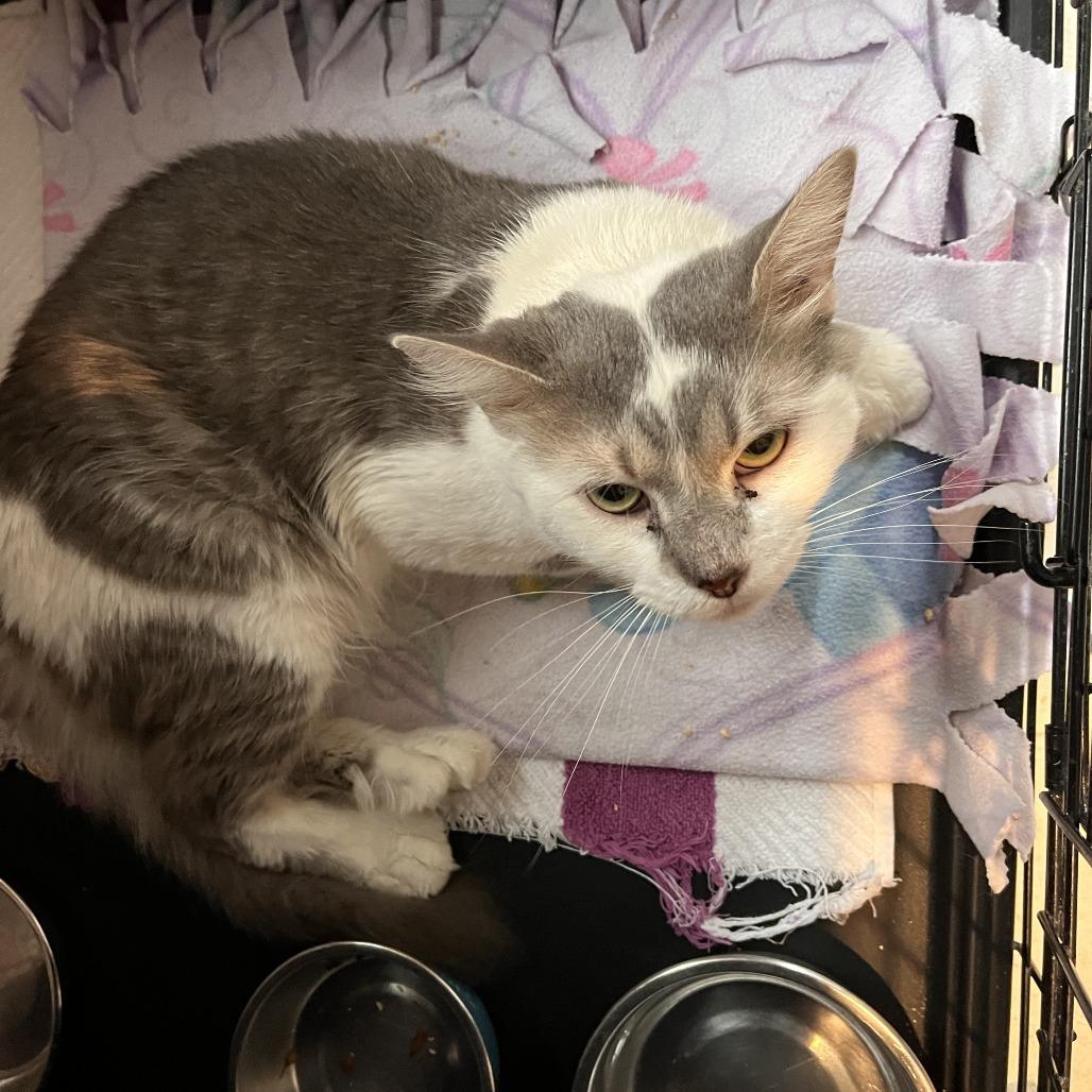 Retro, Adoptable, Adult Male Domestic Medium Hair.