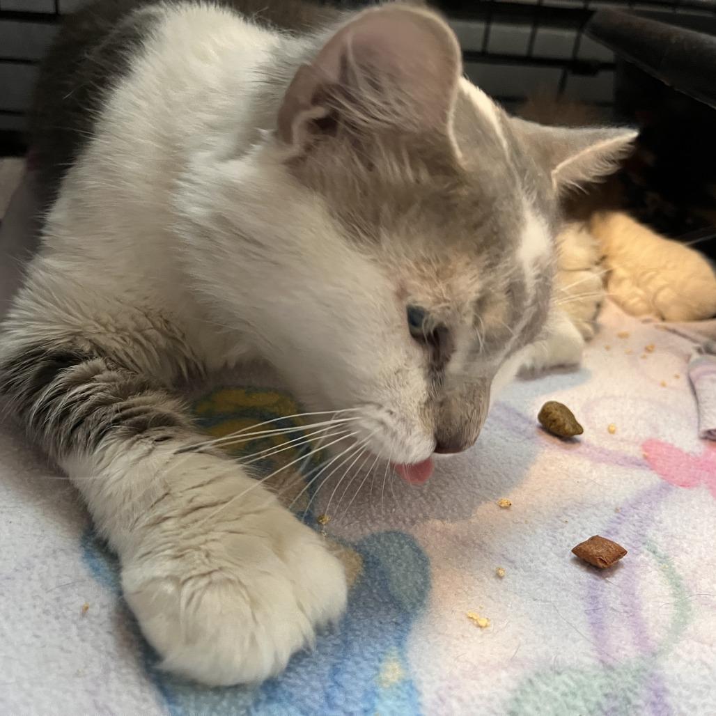 Enlarge Retro, a Adoptable Domestic Medium Hair in Salisbury, MA image 2/5