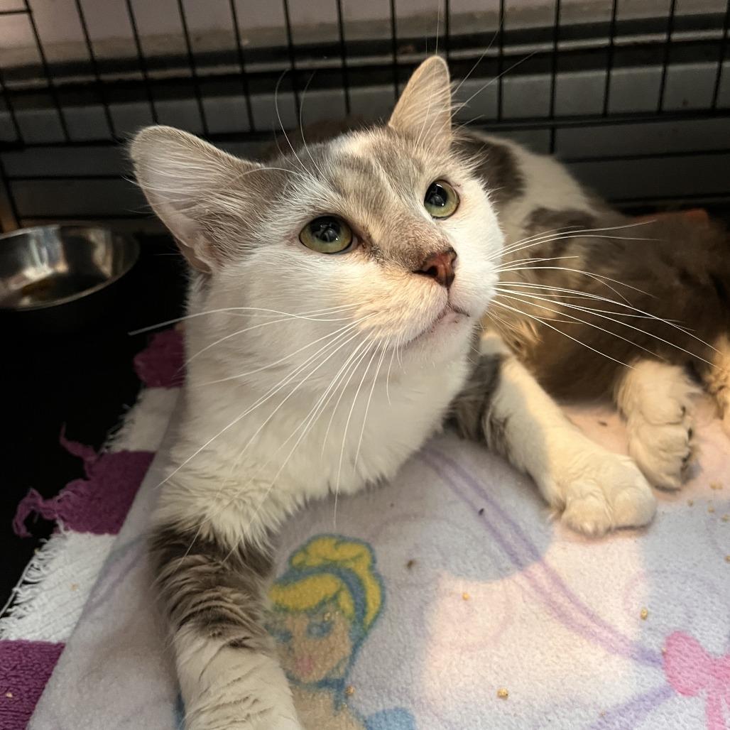 Enlarge Retro, a Adoptable Domestic Medium Hair in Salisbury, MA image 3/5