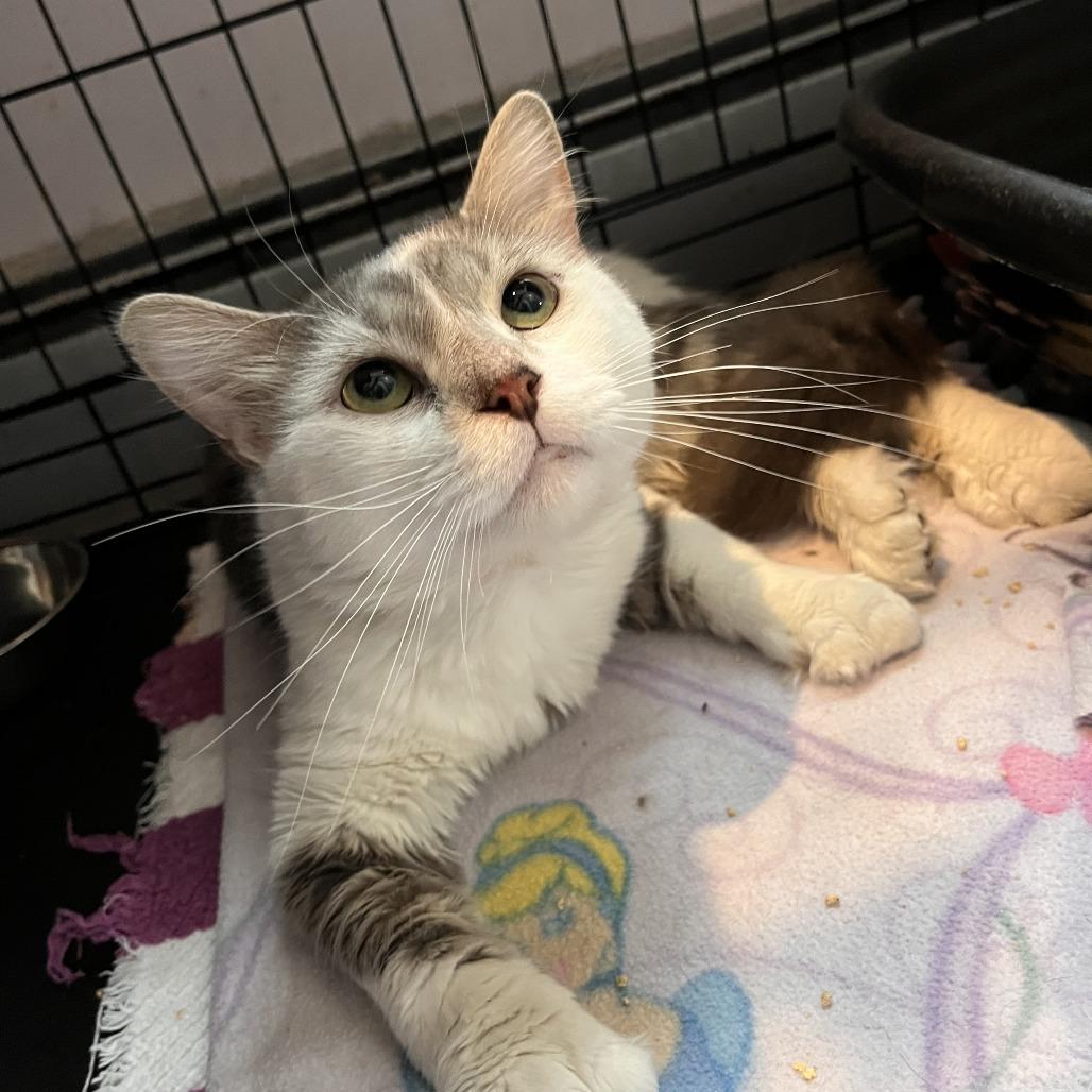 Enlarge Retro, a Adoptable Domestic Medium Hair in Salisbury, MA image 4/5
