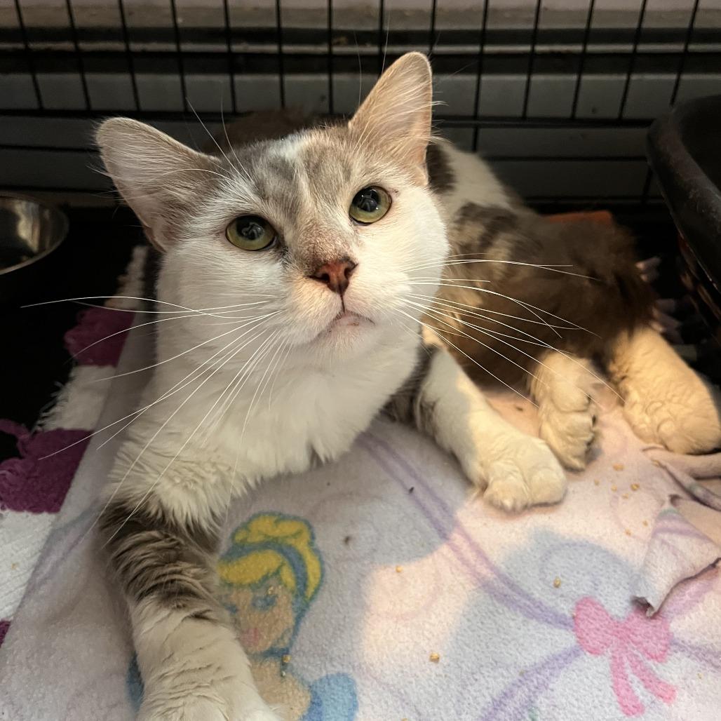 Enlarge Retro, a Adoptable Domestic Medium Hair in Salisbury, MA image 5/5