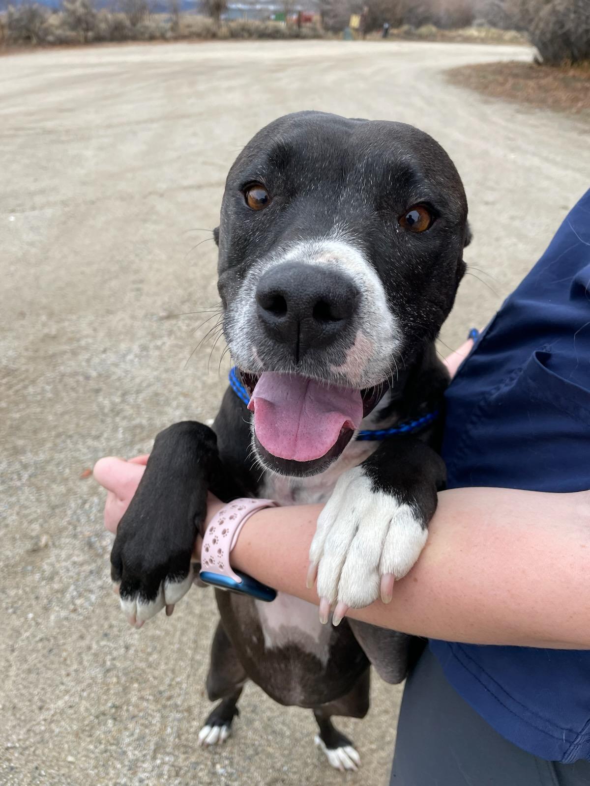 Pepper - Courtesy Post for Sublette County, an adoptable Pit Bull Terrier in Pinedale, WY, 82941 | Photo Image 2