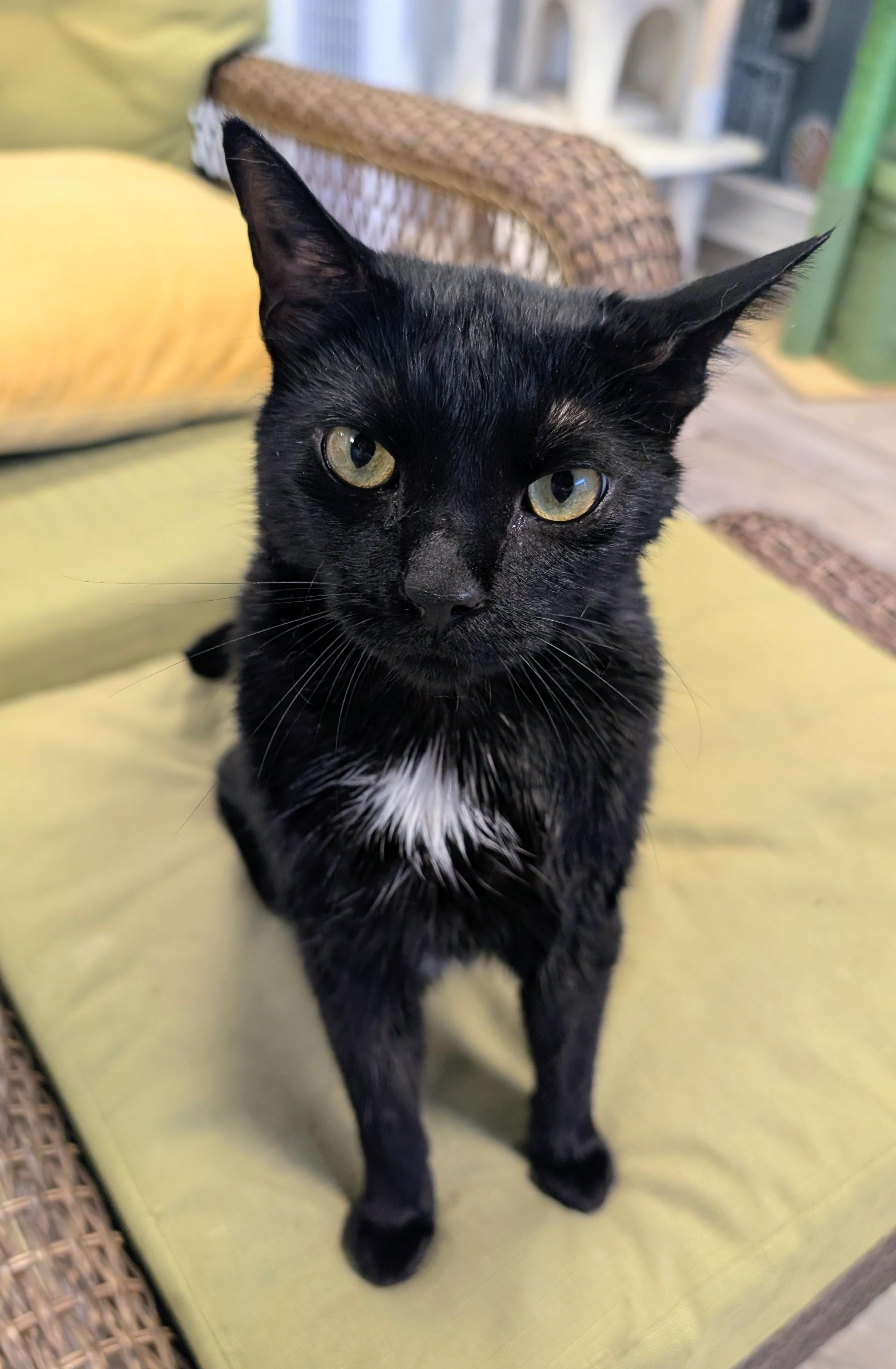 Enlarge Adora, a ADOPTABLE Domestic Short Hair in Palm Harbor, FL image 1/2