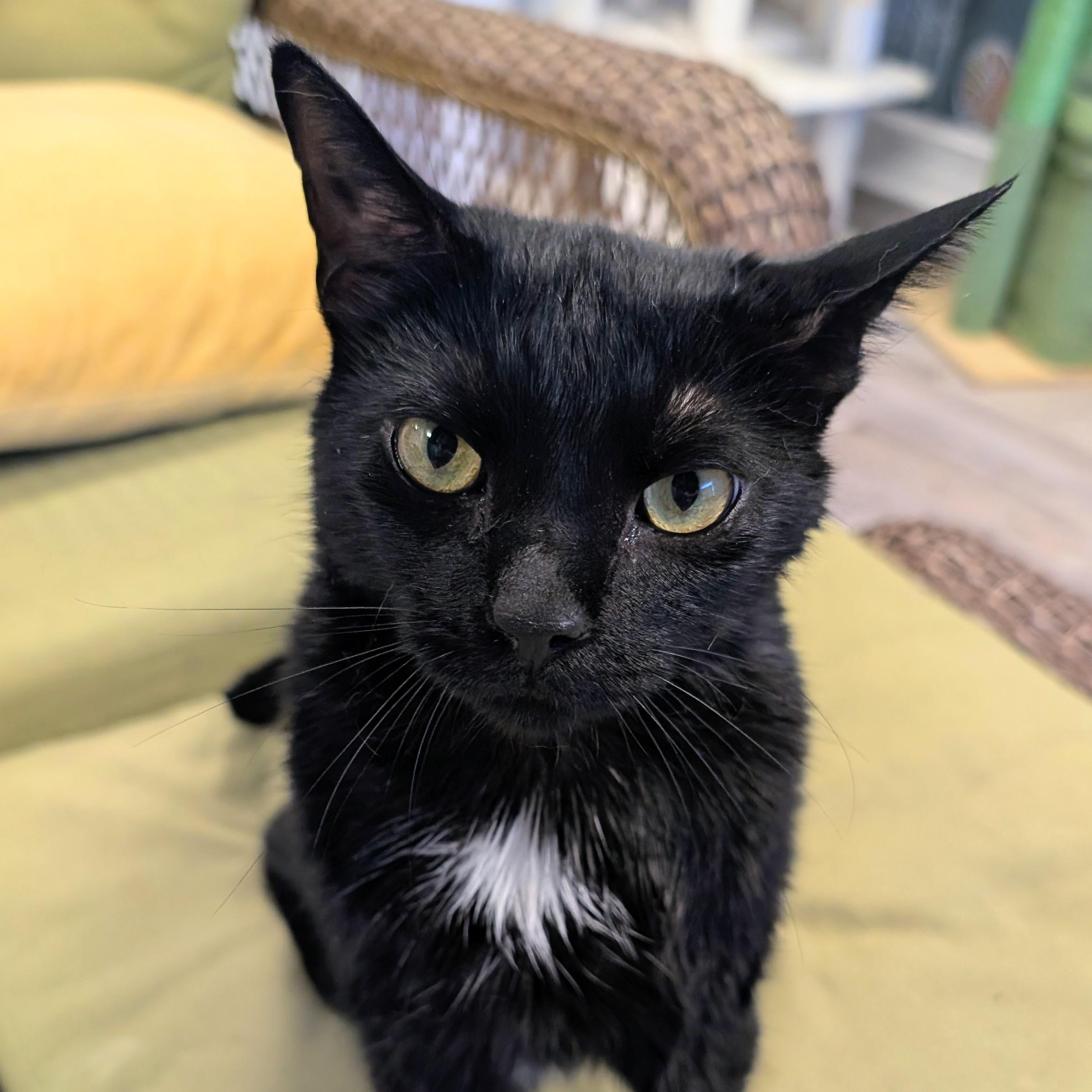 Adora, a ADOPTABLE Domestic Short Hair in Oldsmar, FL image 1/3