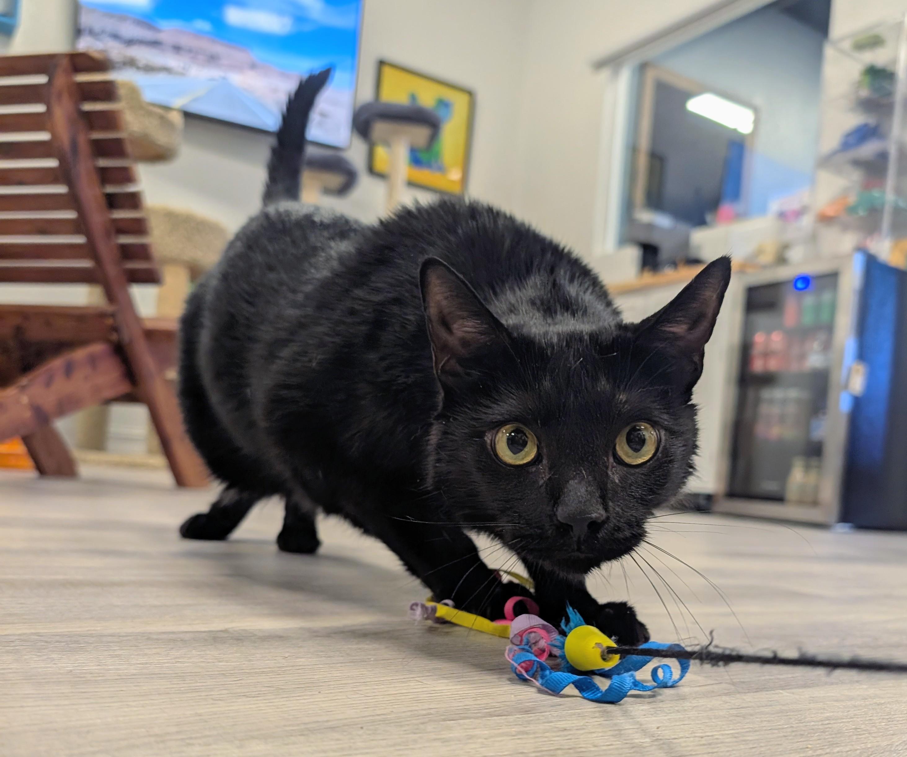 Enlarge Adora, a ADOPTABLE Domestic Short Hair in Palm Harbor, FL image 2/2