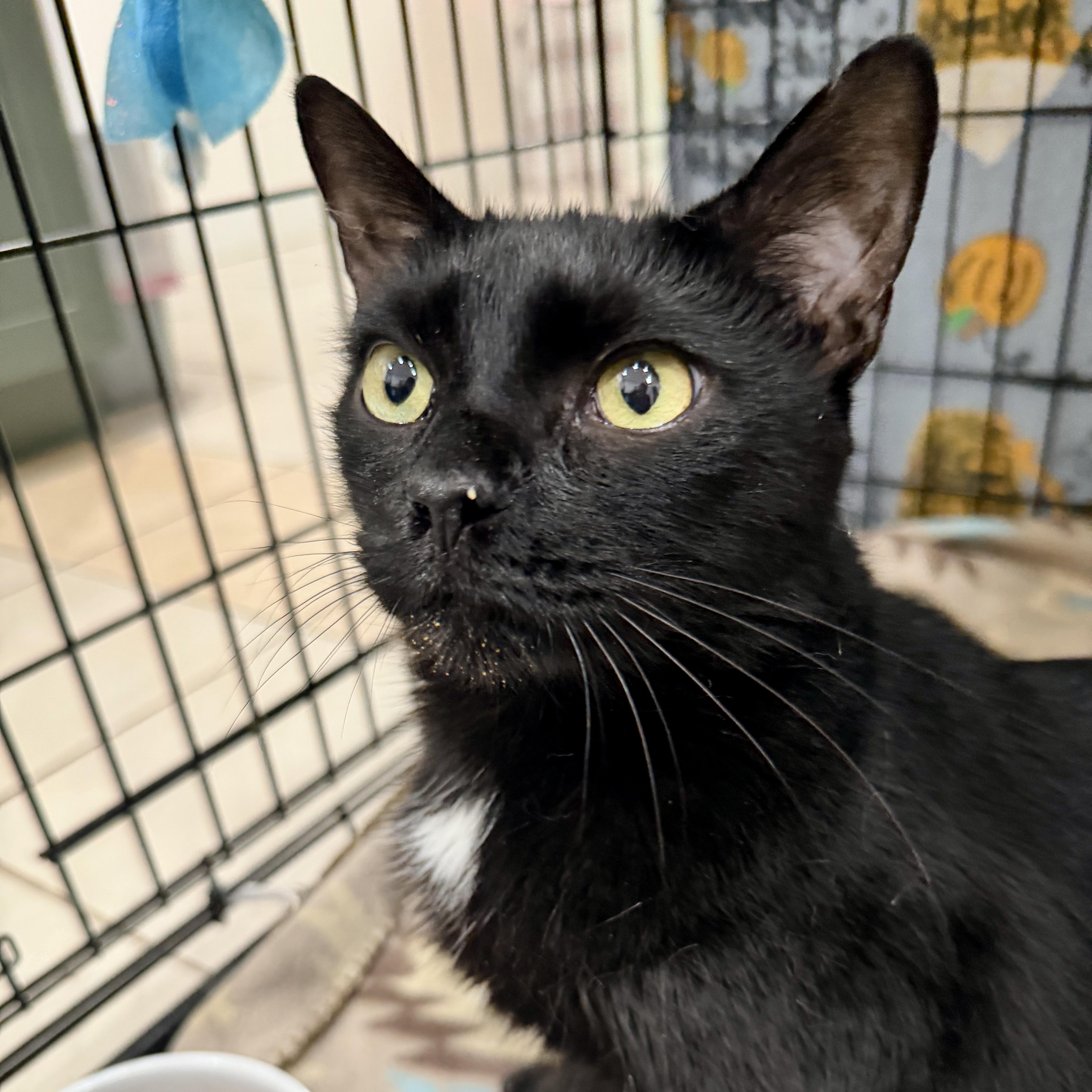 Adora, a ADOPTABLE Domestic Short Hair in Oldsmar, FL image 3/3