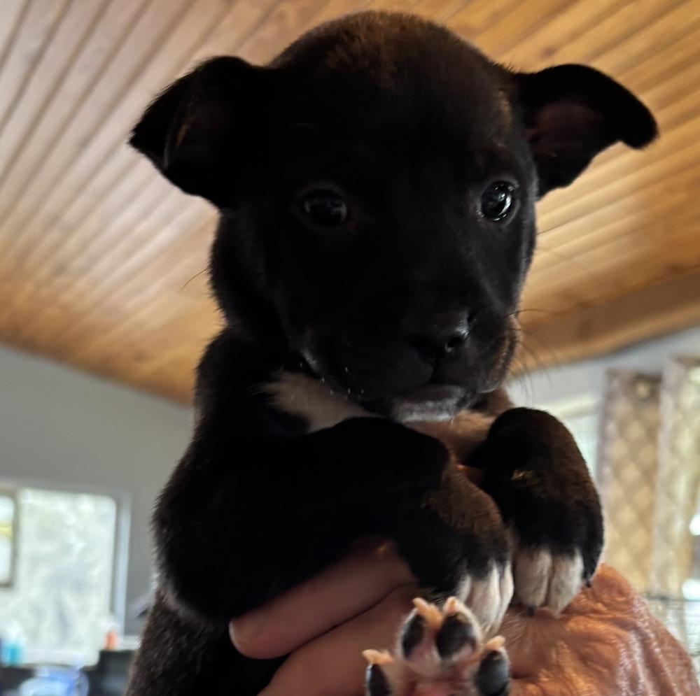 Honeys Hartley, Adoptable, Puppy Female Shiba Inu & Labrador Retriever.