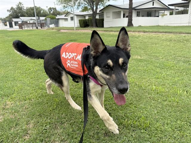 ROXY, Adoptable, Adult Female German Shepherd Dog.