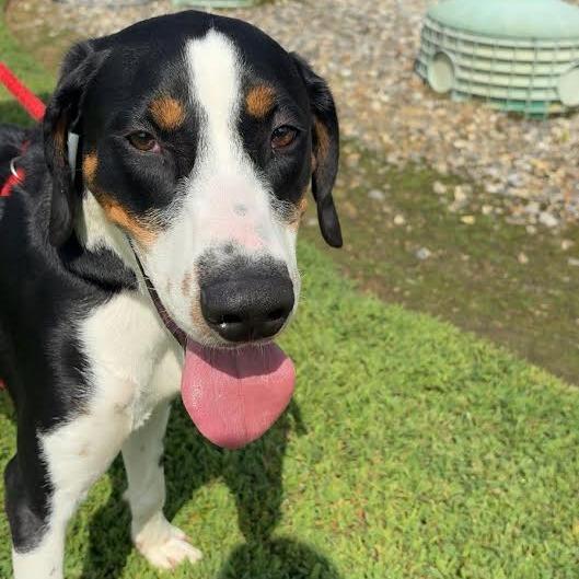 Copper, Adoptable, Young Male Mixed Breed.