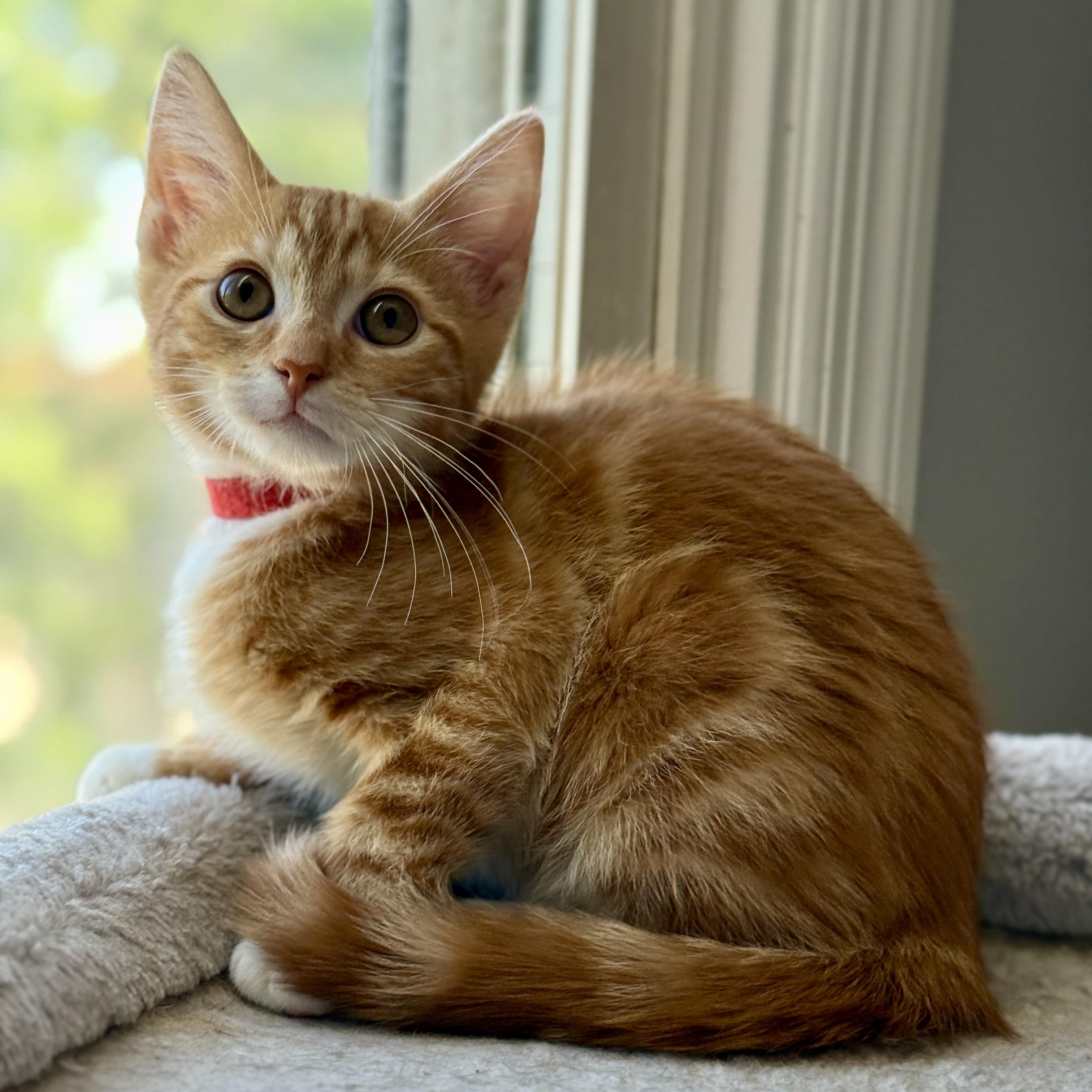 Ernesto, Baby Male Domestic Short Hair