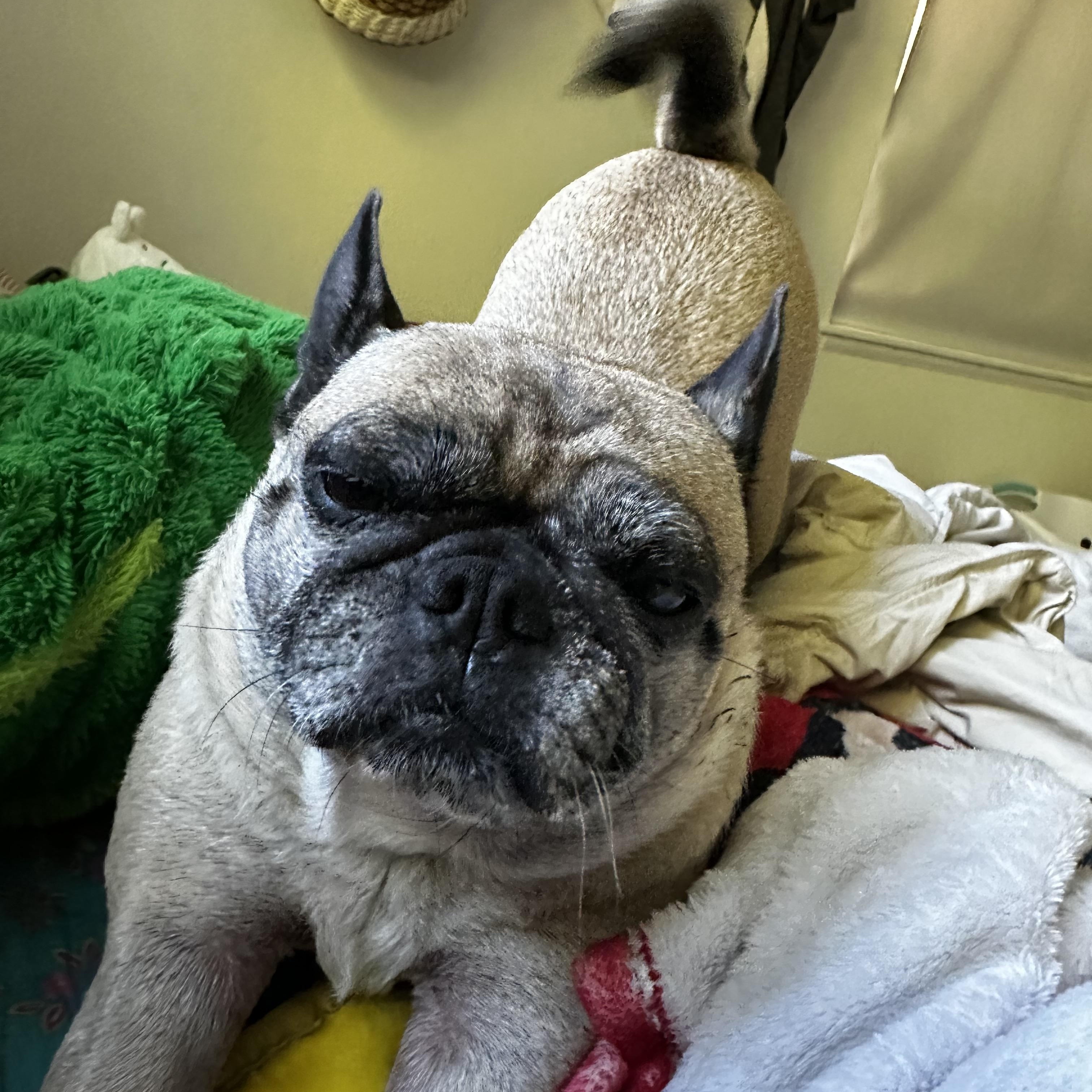 Oliva, a ADOPTABLE mixed breed in Gulfport, FL image 3/4
